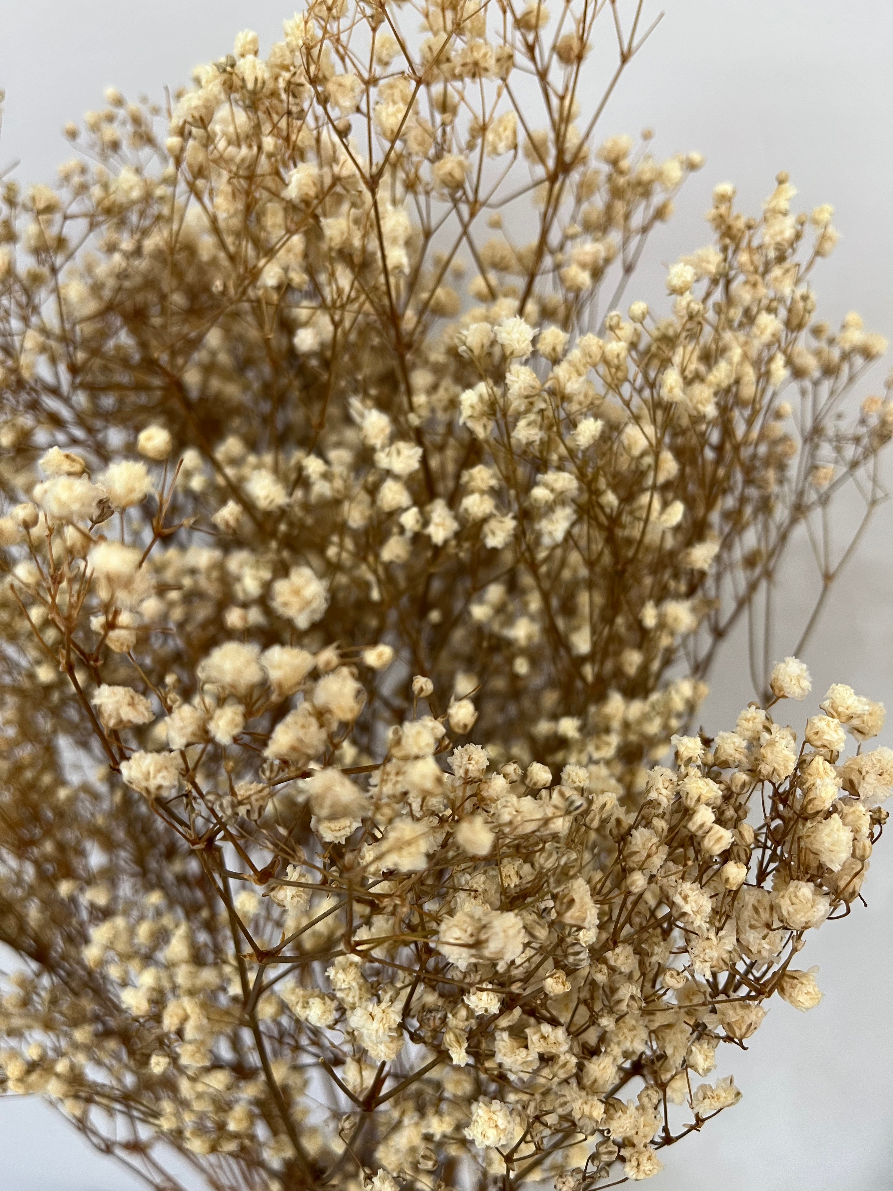 Gypsophilia | Schleierkraut: Ewige Schönheit für Deine Trockenblumensträuße und -kränze - Lykke&You GmbH