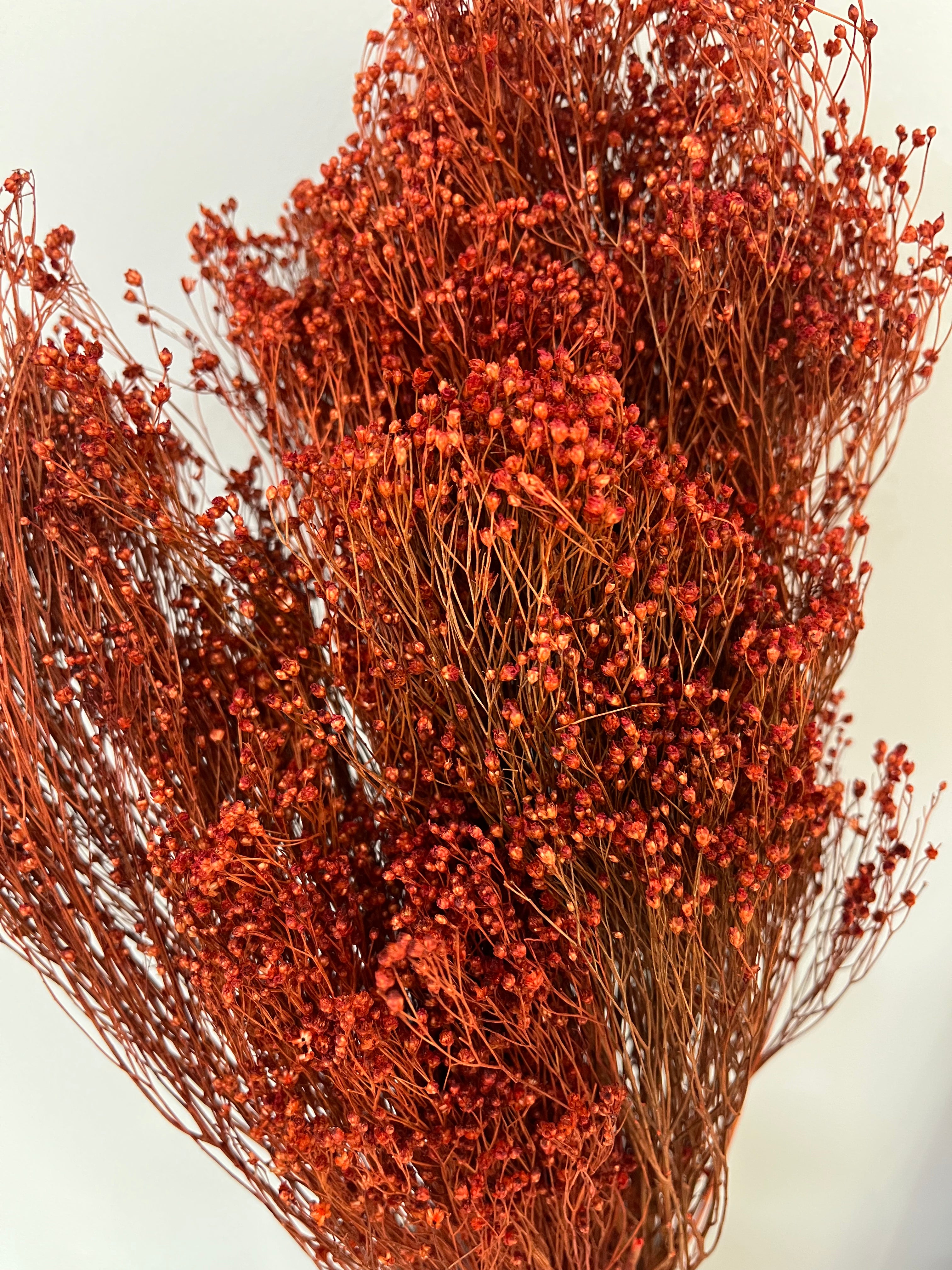 Broom Bloom - ein Bund - Lykke&You GmbH