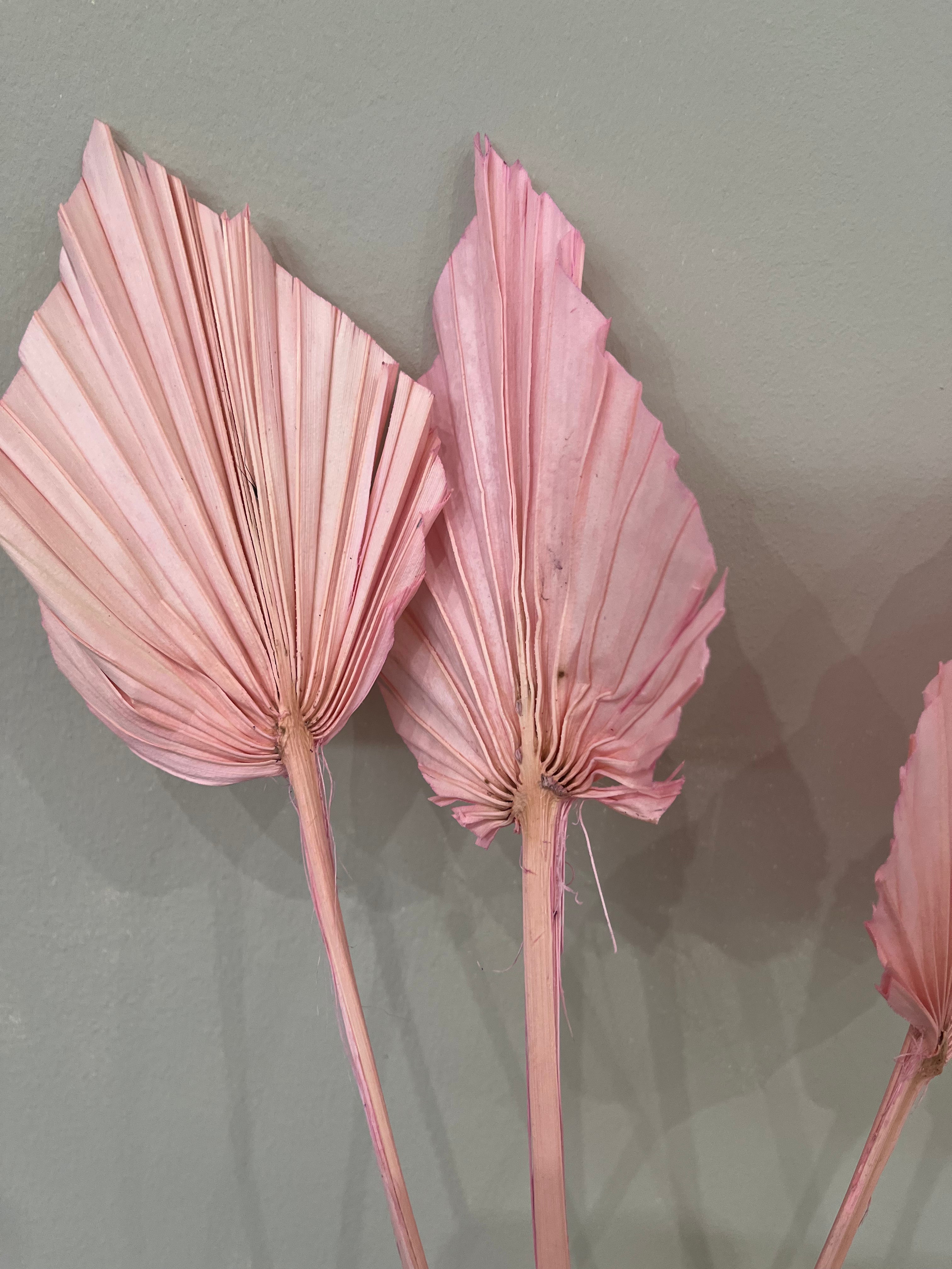 Palm spears