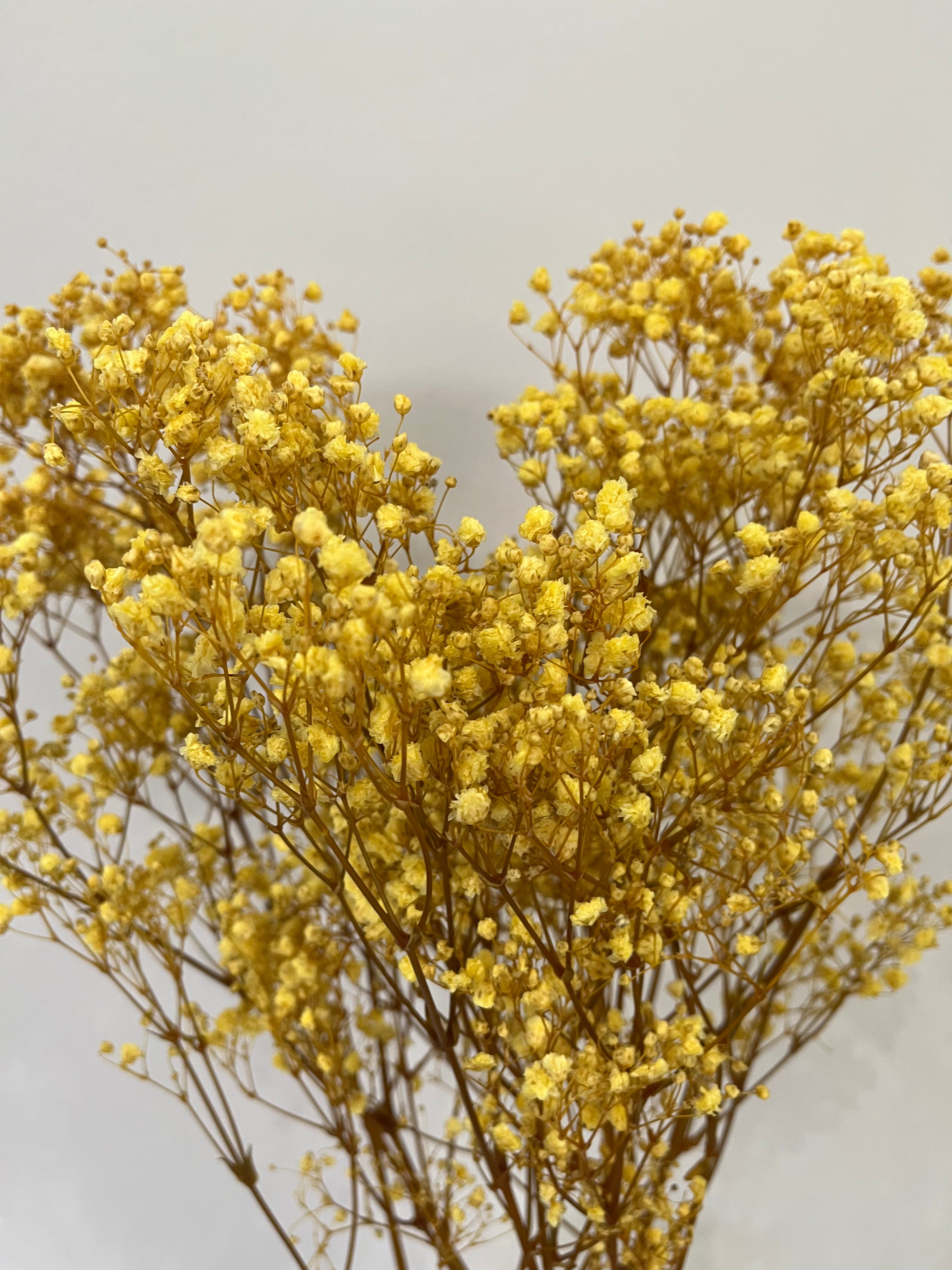 Gypsophilia | Schleierkraut: Ewige Schönheit für Deine Trockenblumensträuße und -kränze - Lykke&You GmbH