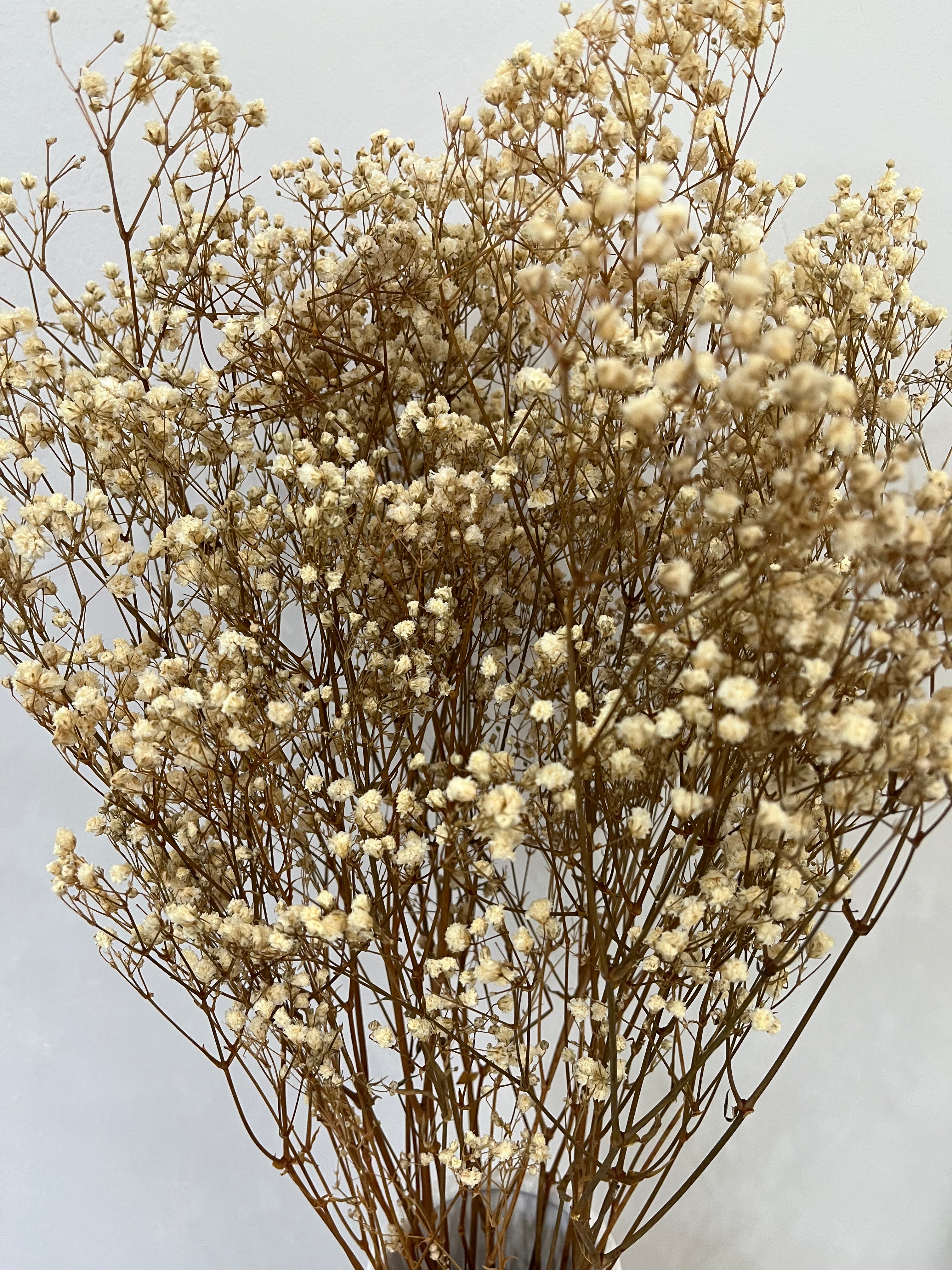 Gypsophilia | Schleierkraut: Ewige Schönheit für Deine Trockenblumensträuße und -kränze - Lykke&You GmbH