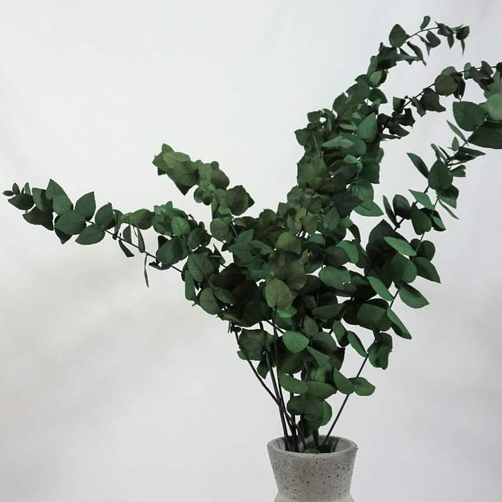 grüner EUKALYPTUS STUARTIANA