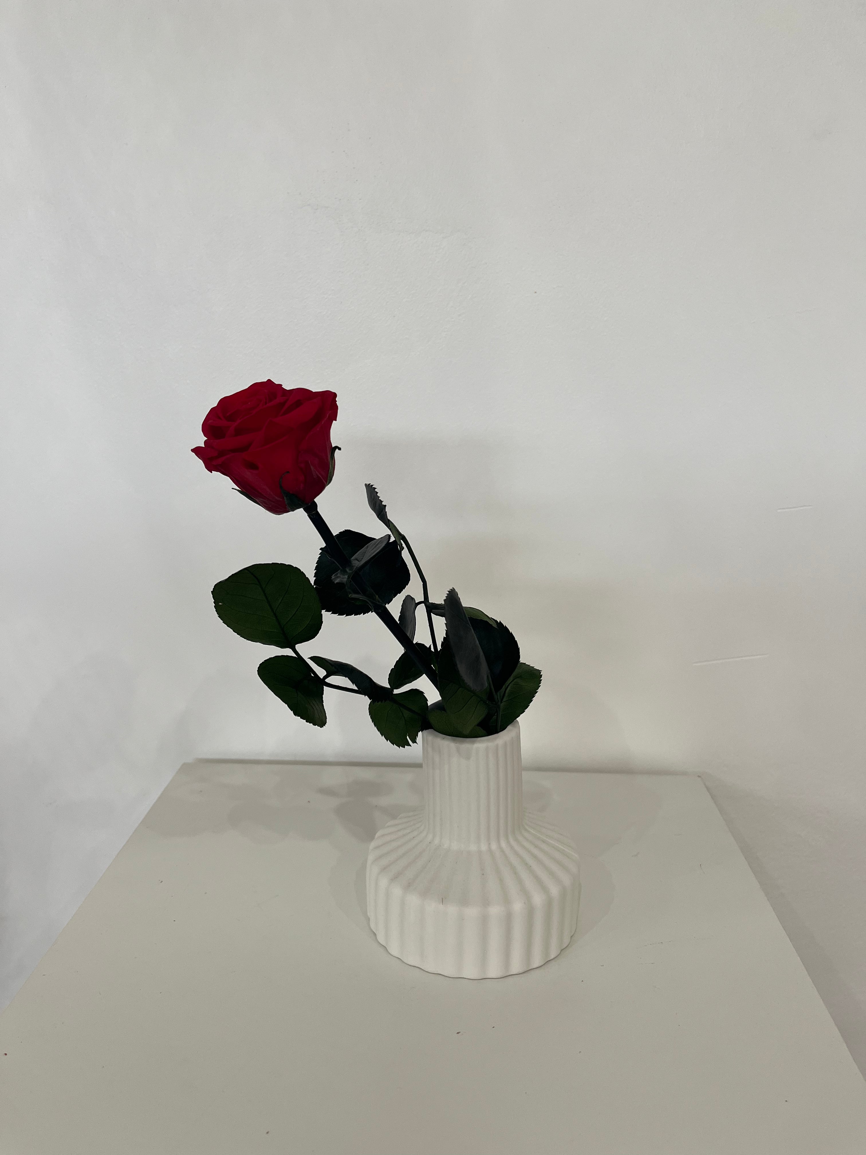Konservierte/gefriergetrocknete, Rosen: Zeitlose Eleganz für die Ewigkeit