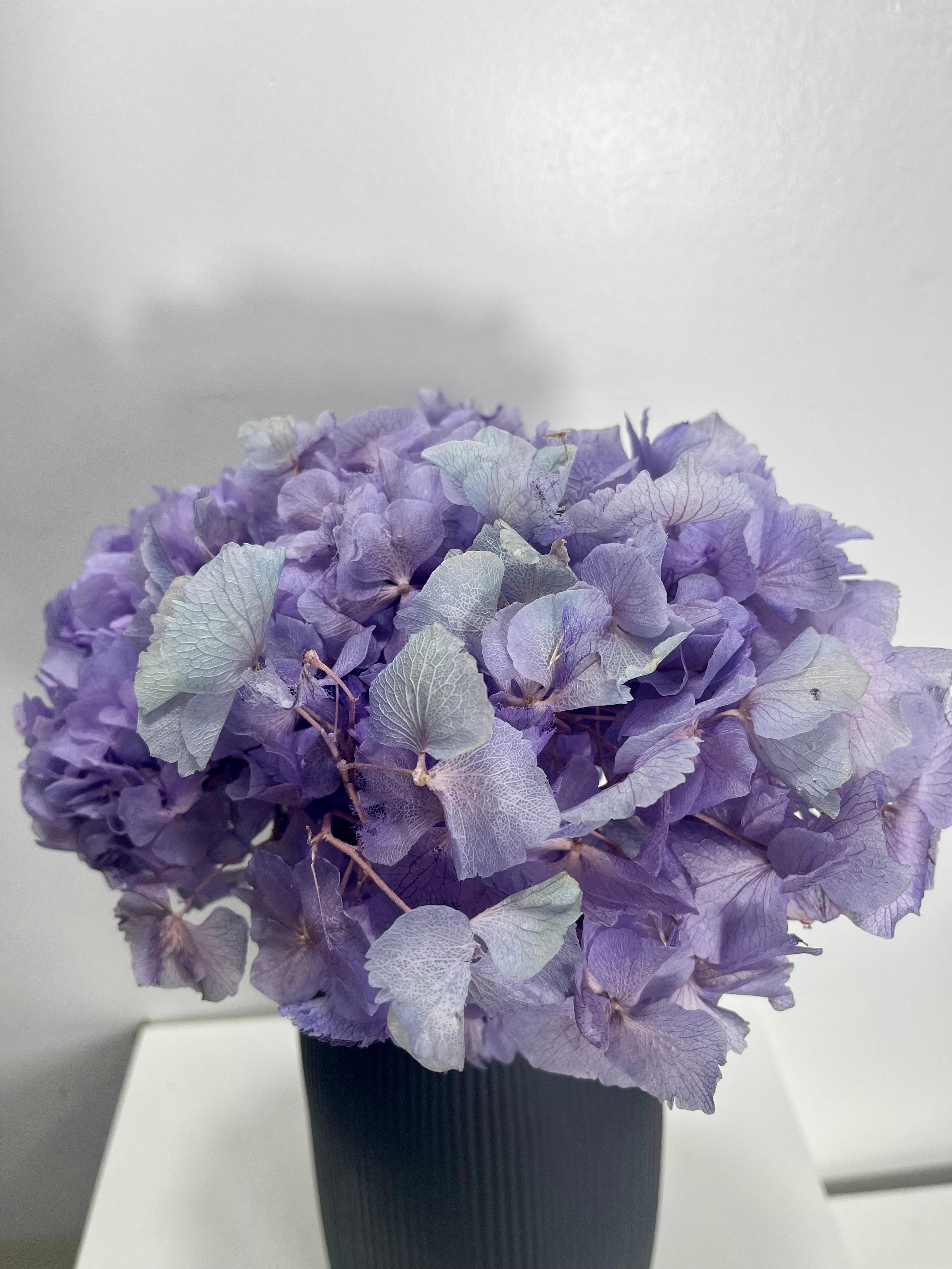 Hortensie - Outlet - Lykke&You GmbH