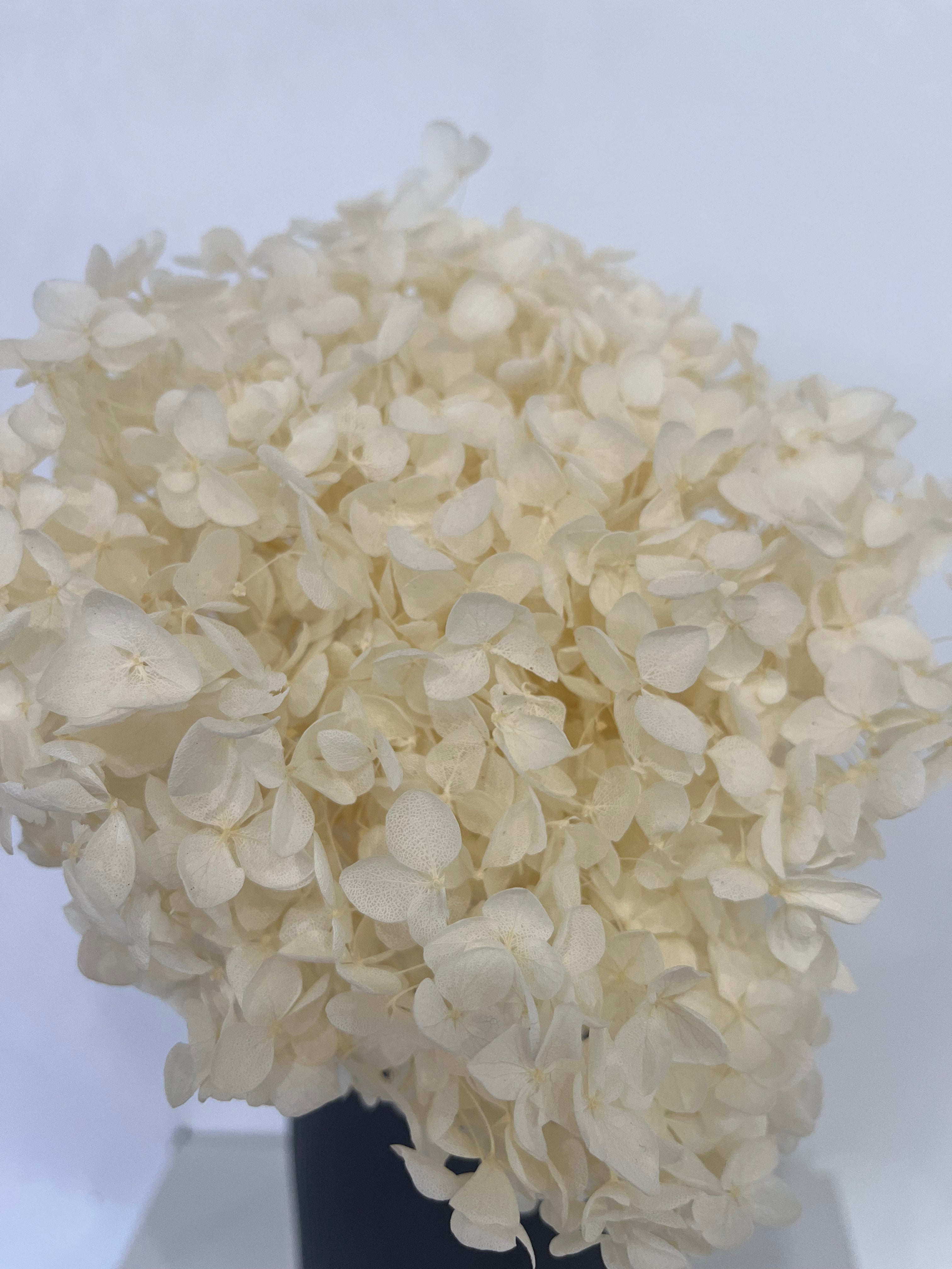 Hydrangea: Timeless beauty, preserved hydrangeas as perfect decoration