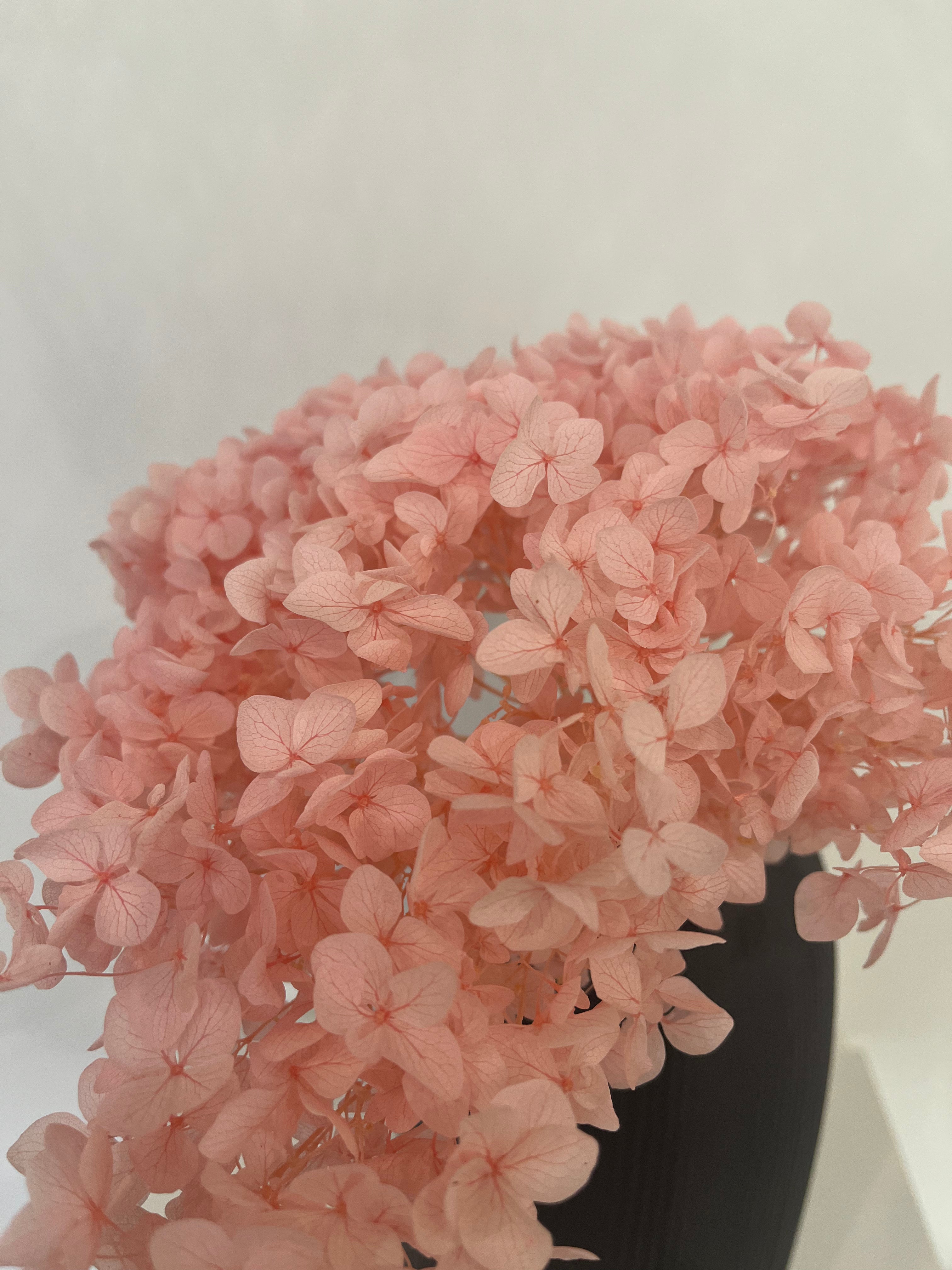 Hydrangea: Timeless beauty, preserved hydrangeas as perfect decoration