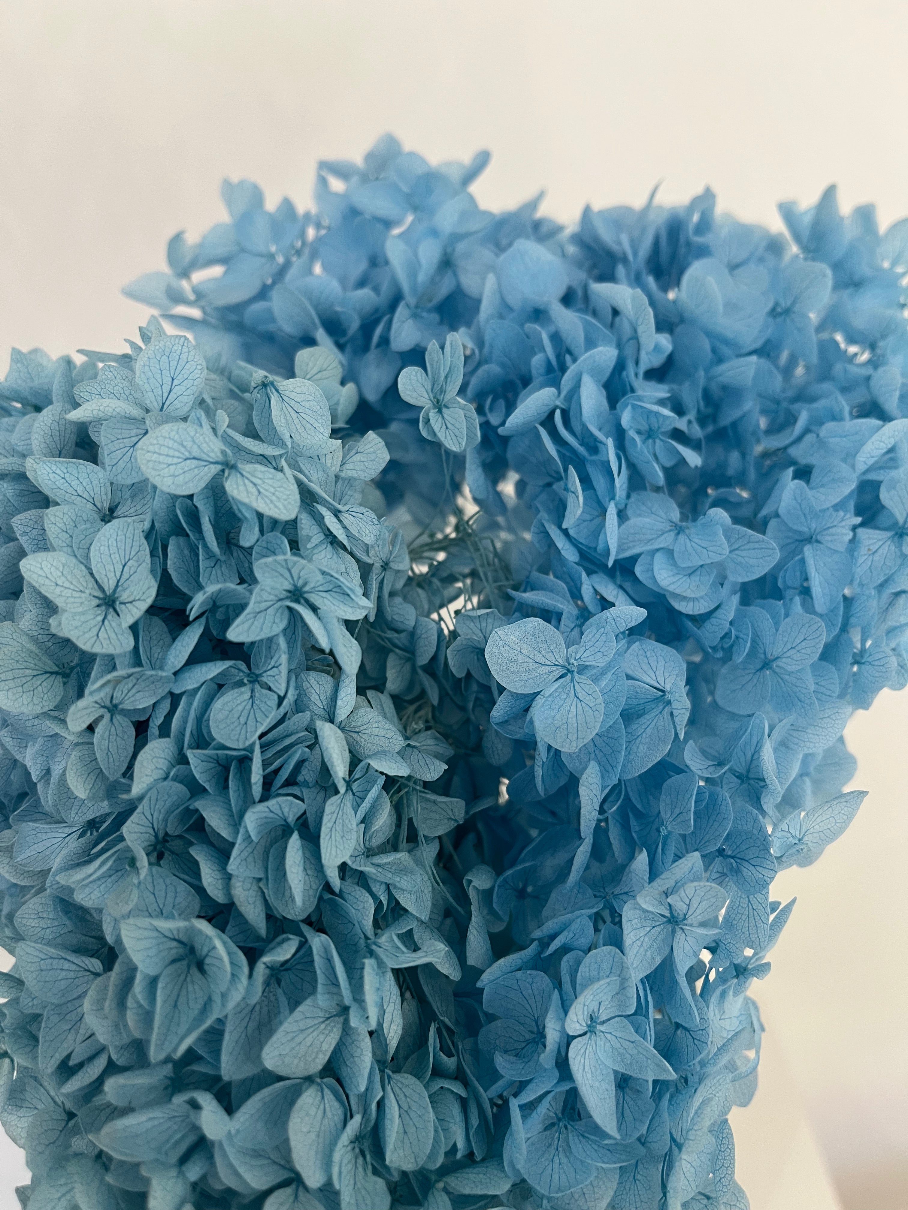 Hydrangea: Timeless beauty, preserved hydrangeas as perfect decoration