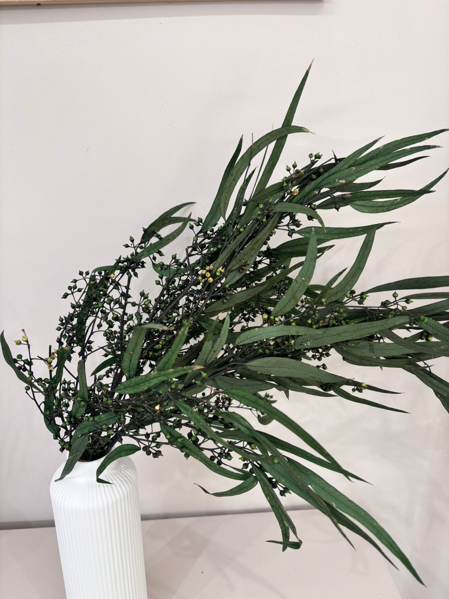 Eukalyptus Nicoly - der Kräftige -Outlet - Lykke&You GmbH