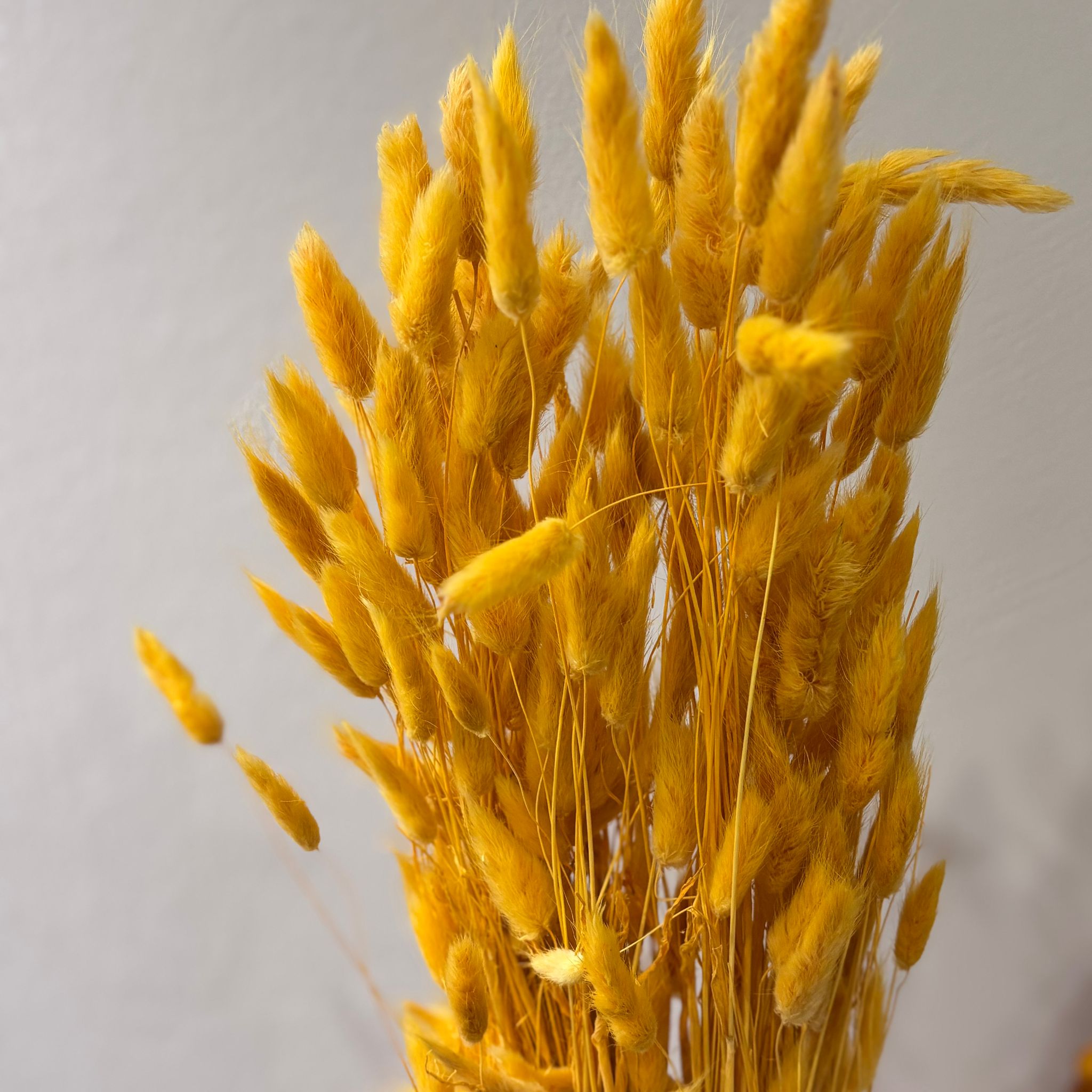 Lagurus | Samtgras | Hasenschwanz 60cm gelb - Outlet