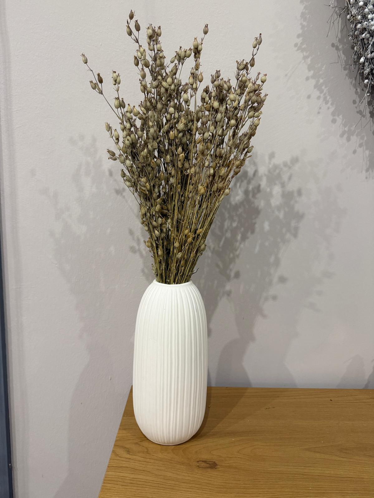 Aufgeblasenes Leimkraut - Silene | großer Bund