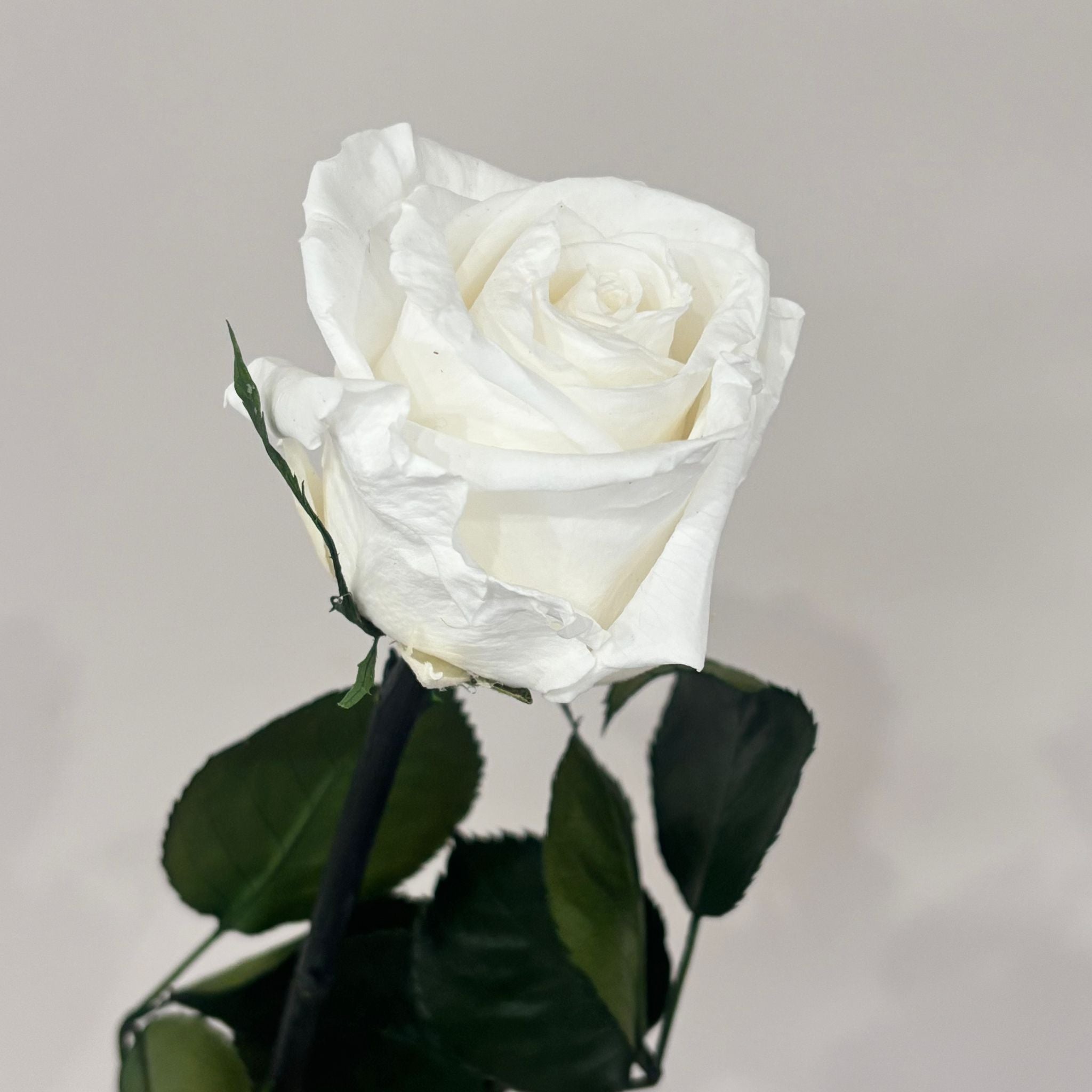 Konservierte/gefriergetrocknete, Rosen: Zeitlose Eleganz für die Ewigkeit