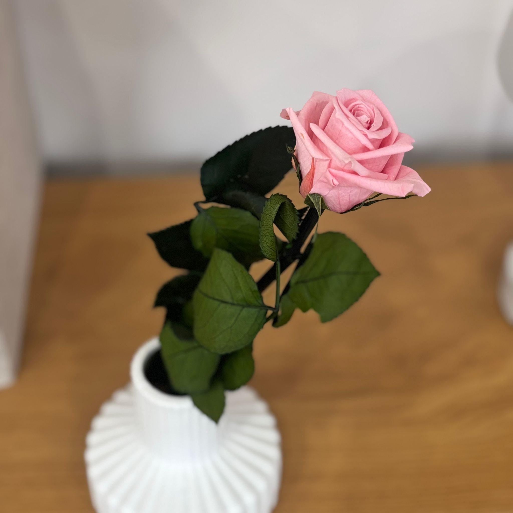 Konservierte/gefriergetrocknete, Rosen: Zeitlose Eleganz für die Ewigkeit