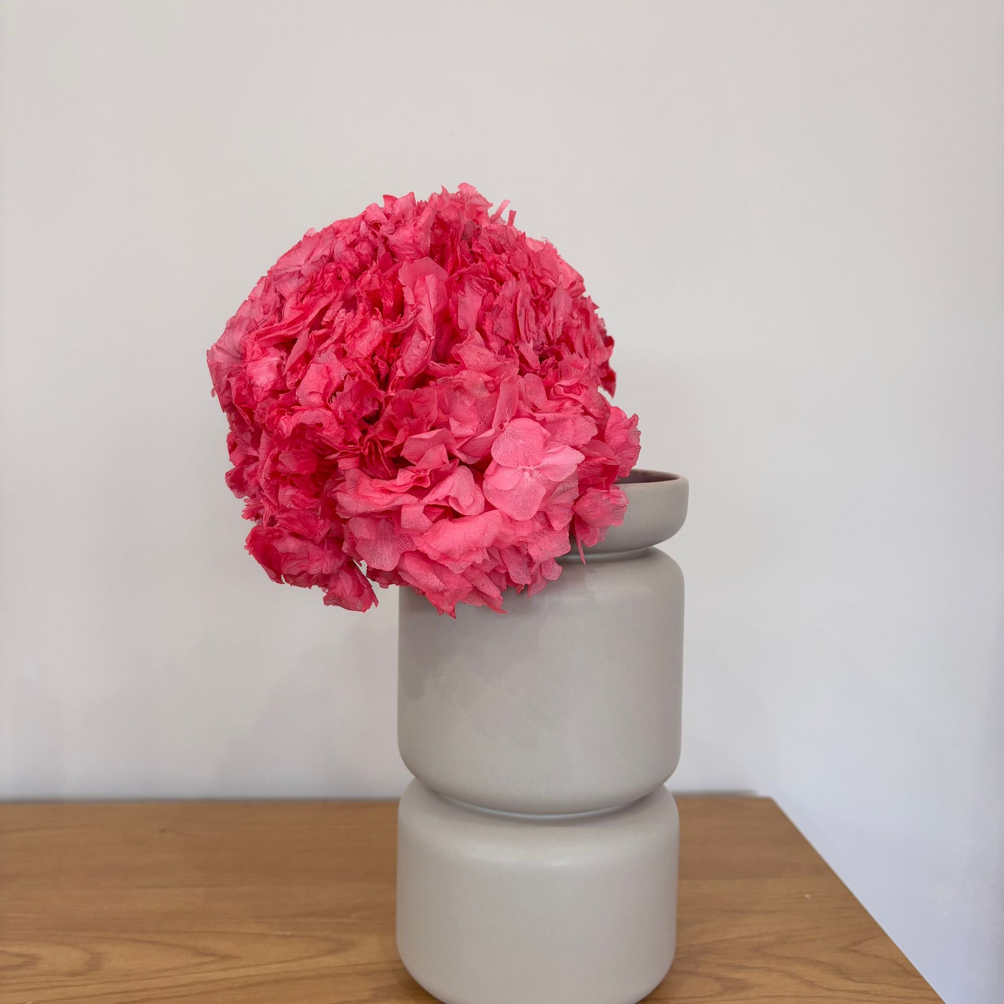 Hortensie: Zeitlose Schönheit pink - Outlet