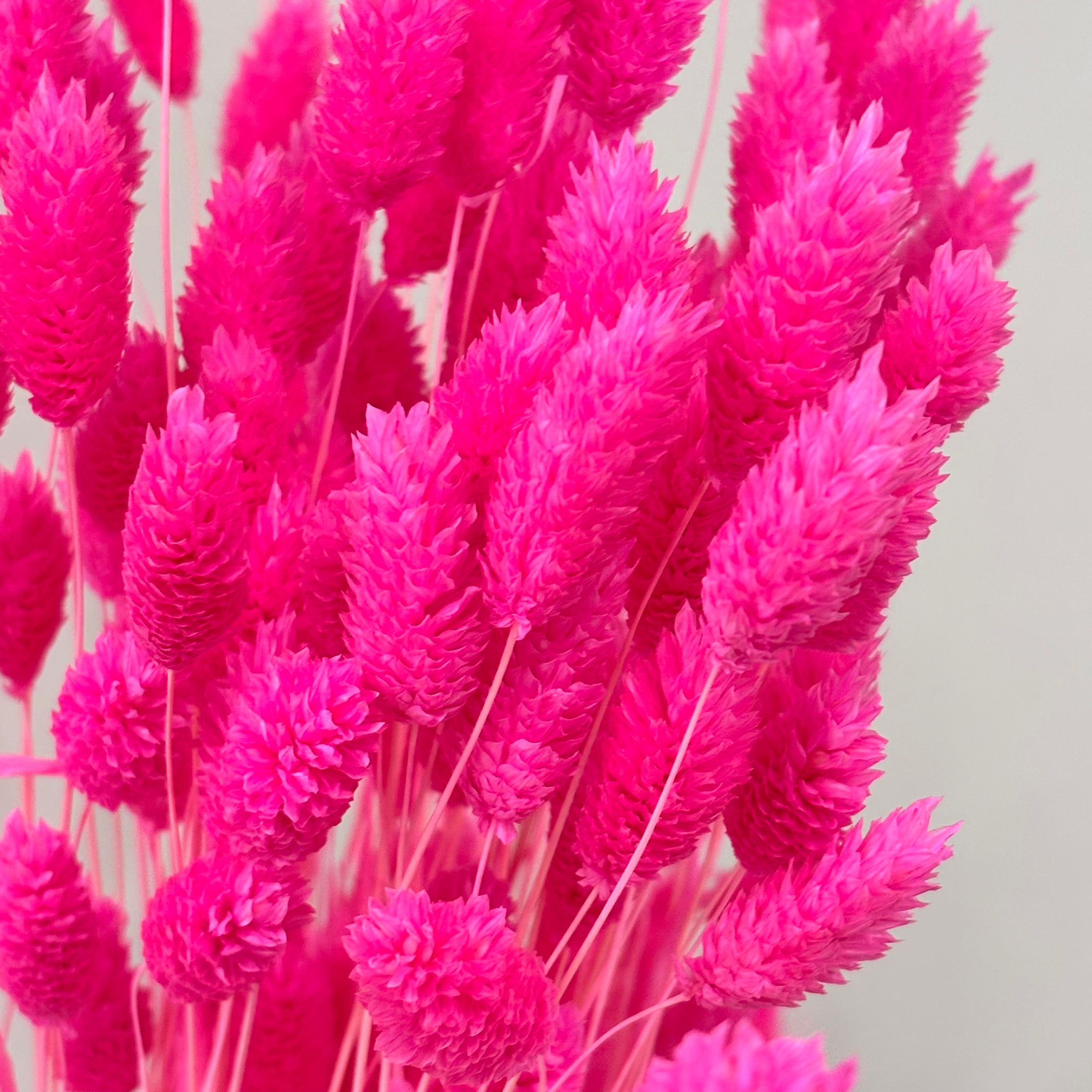 Phalaris I Kanariengras: Vielseitiger Allrounder für Deine Trockenblumen-Dekoration