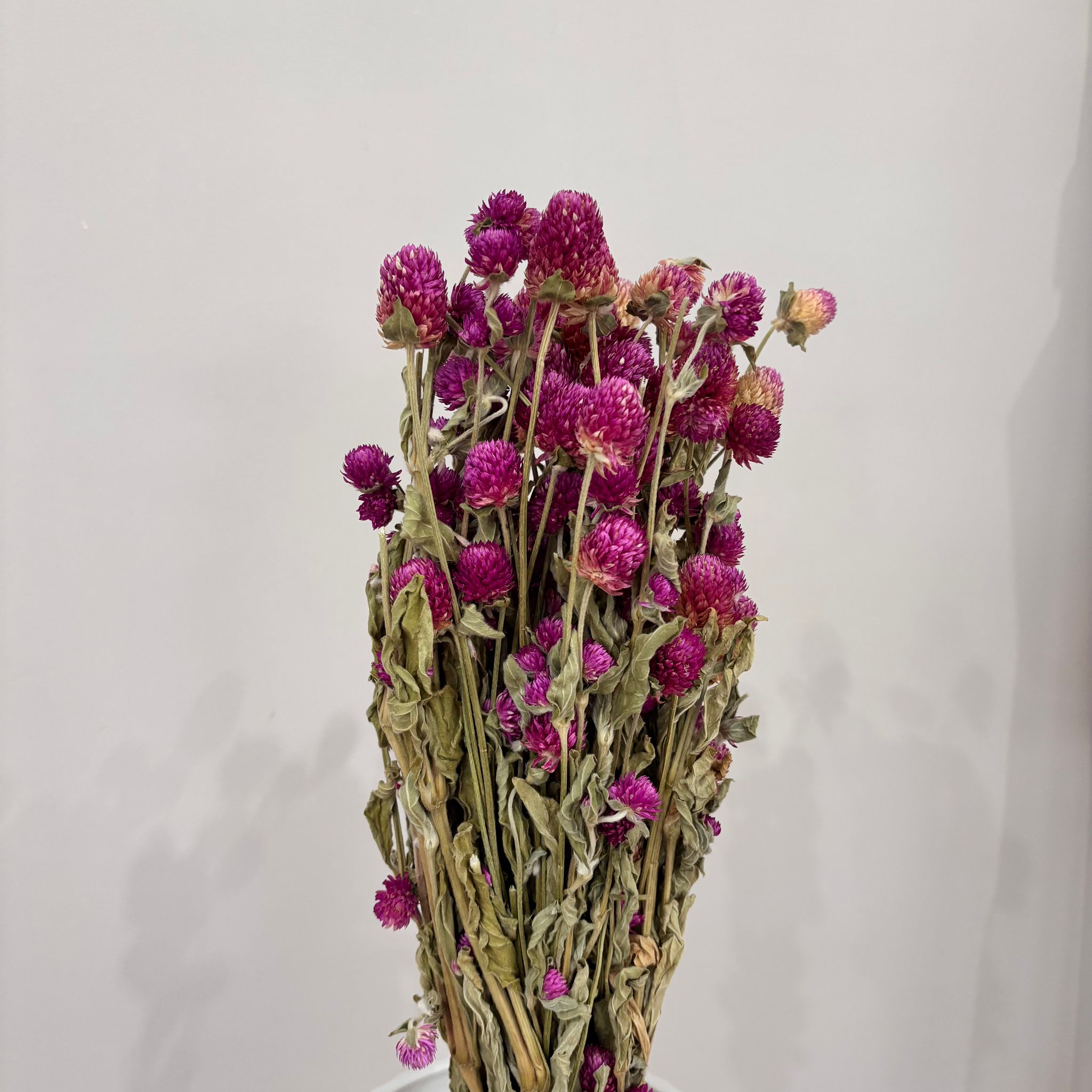 Gomphrena | big bunch