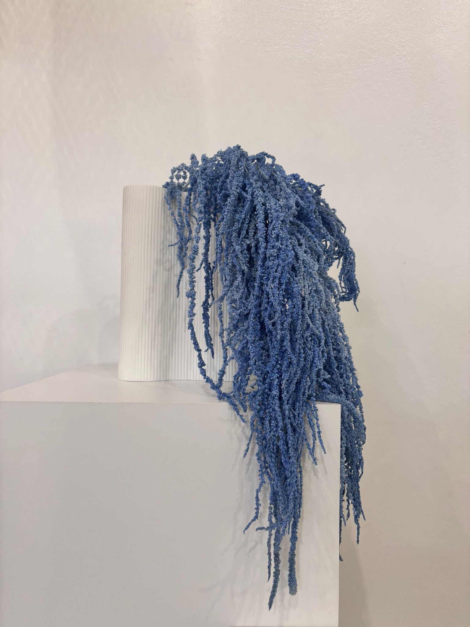 amaranth