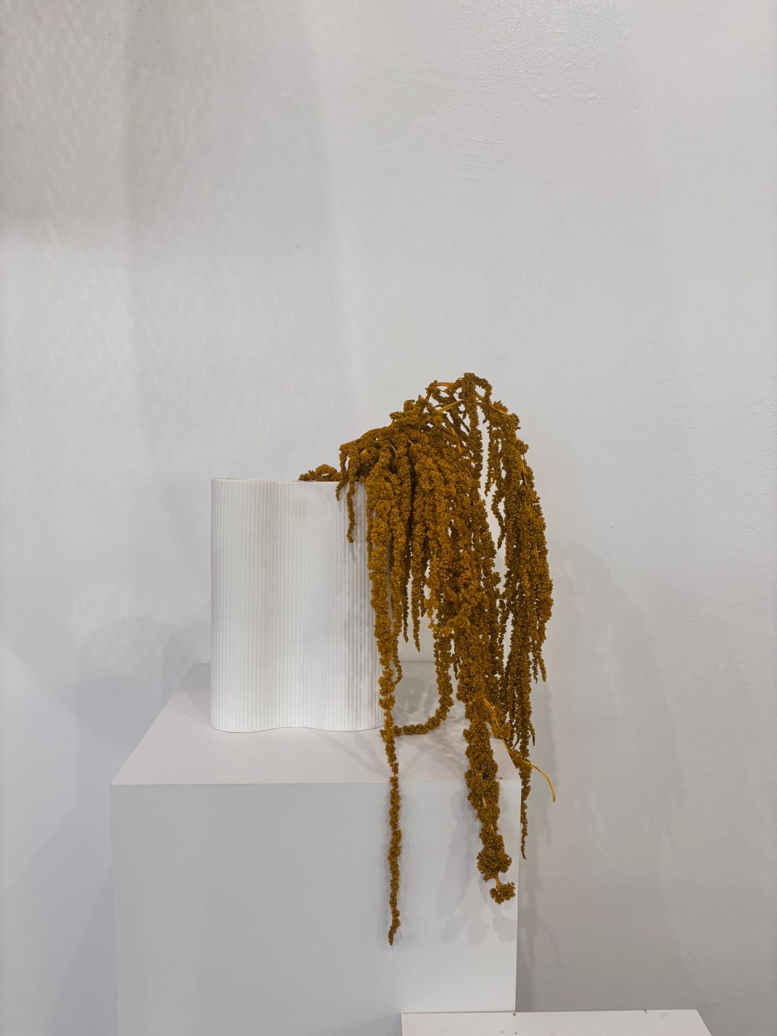 amaranth