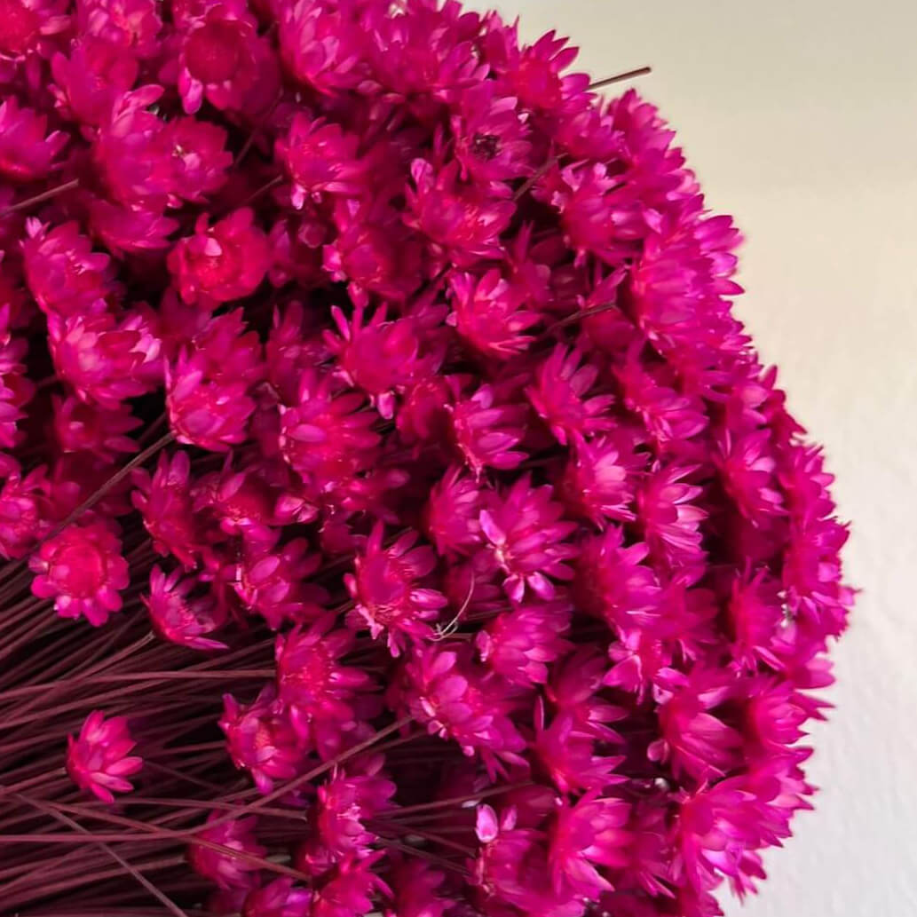 magenta ; 1 großer Bund