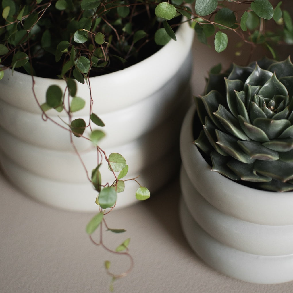 dbkd Mud Pot Small mit Ringen