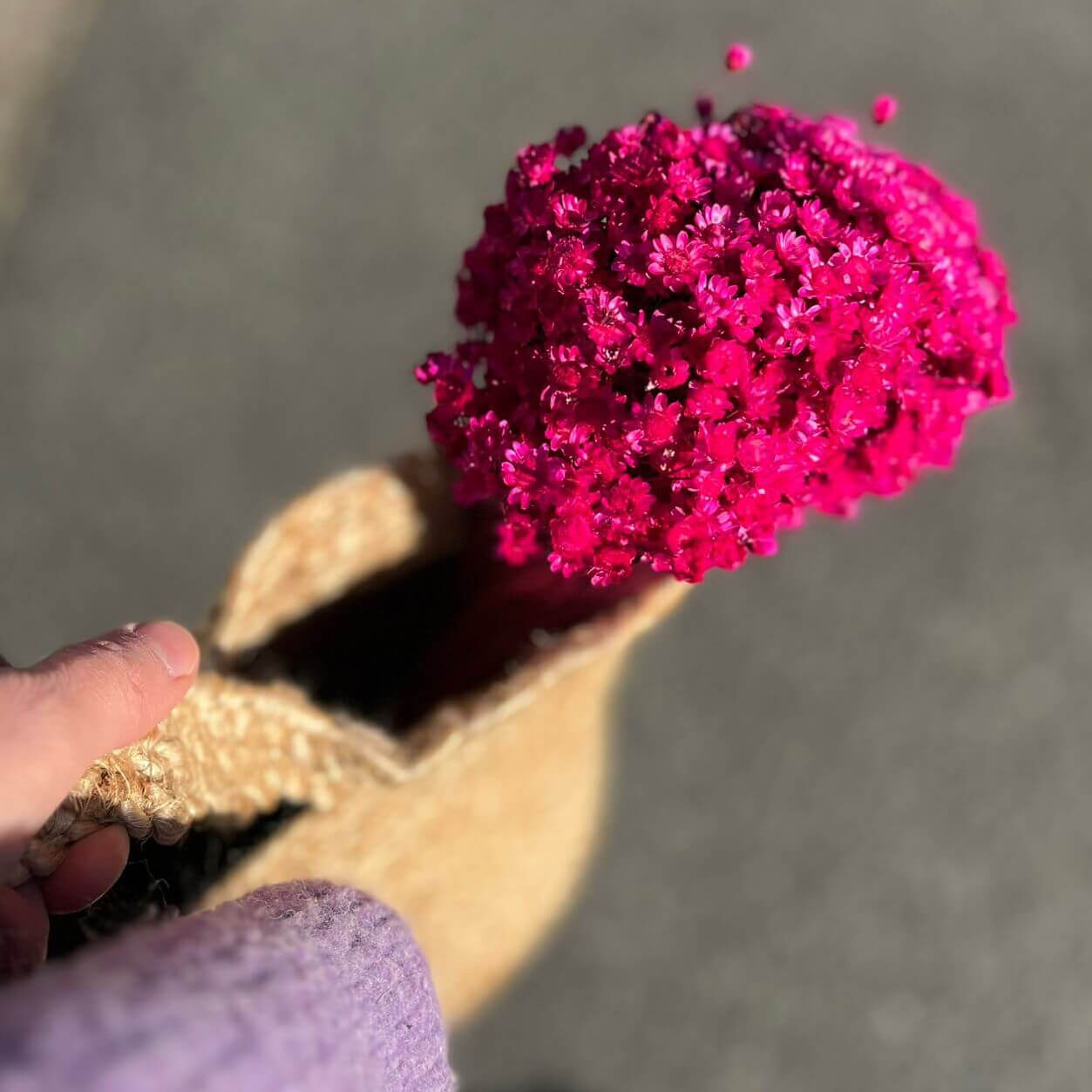 magenta; 1 großer Bund