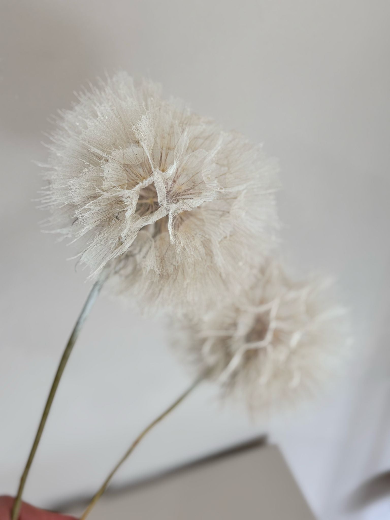 Pusteblume getrocknet und konserviert | XXL | weiß | 30-40 cm - Farbe: weiß