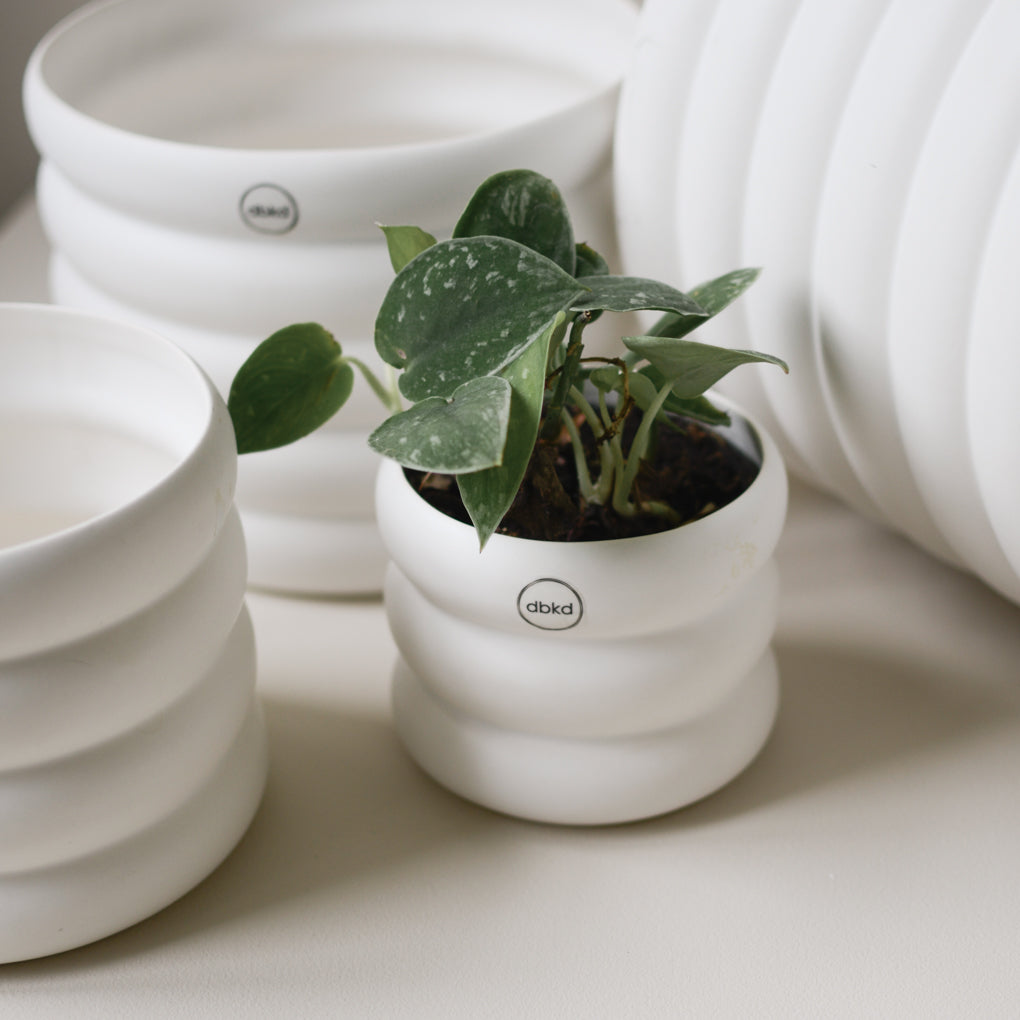 dbkd Mud Pot Small mit Ringen