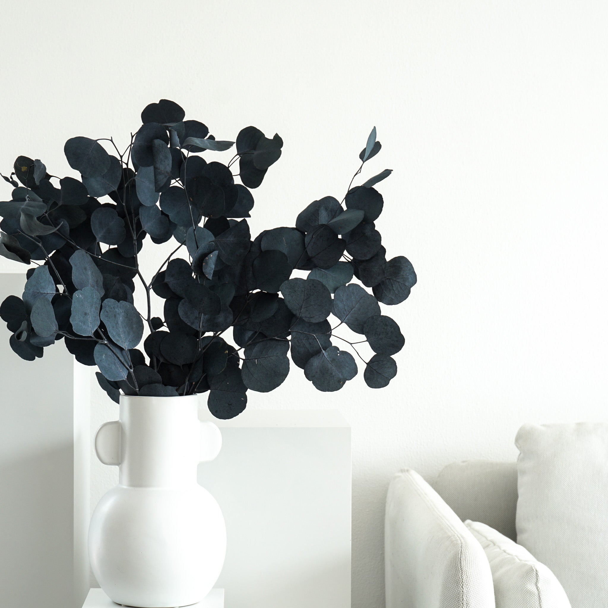 Eukalyptus Popolus | 60-75 cm | elegant & modern - Farbe: blau