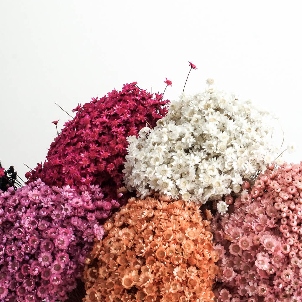 Glixia - Gänseblümchen | weiß, beige, rosa, pink, etc. | 50 cm - Farbe: pink 1 großer Bund