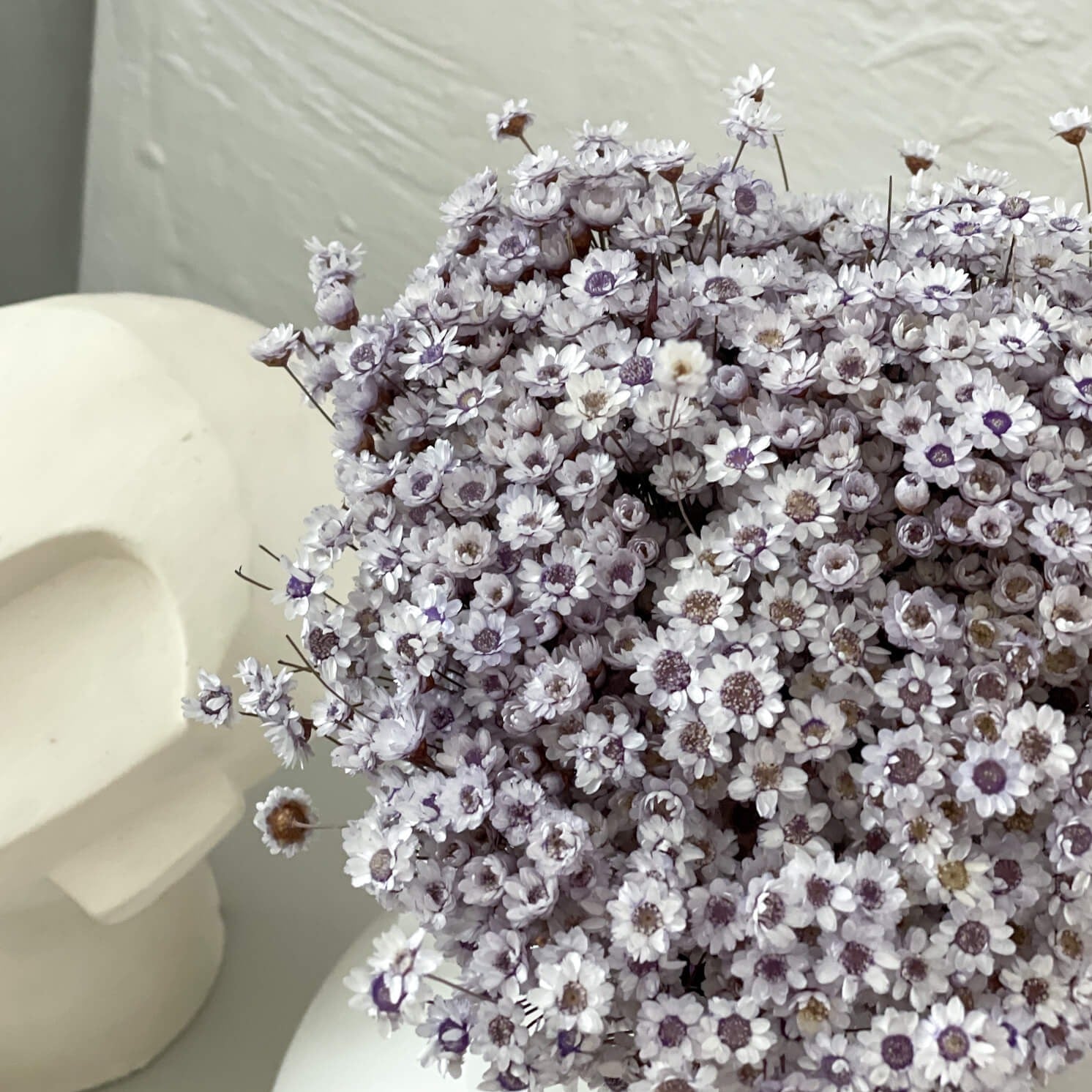 Glixia - Gänseblümchen 50 cm - Farbe: lila; 1 großer Bund
