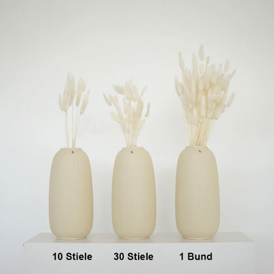 Lagurus (Samtgras) | 70 cm | viele Farben | für Trockenblumensträuße - Farbe: weiß