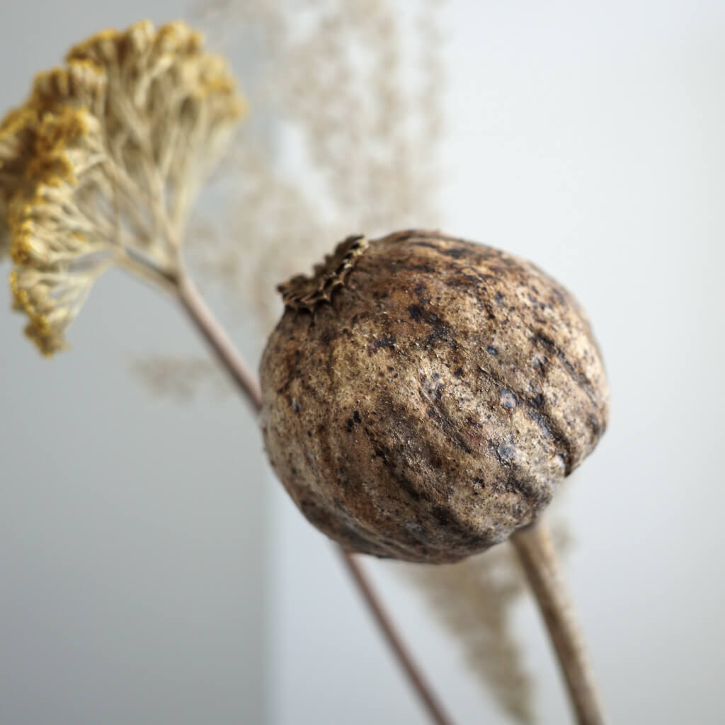 Mohnkapseln Giant (Papaver): Getrocknete Mohnkapseln als zeitlose Dekoration - Lykke&You GmbH
