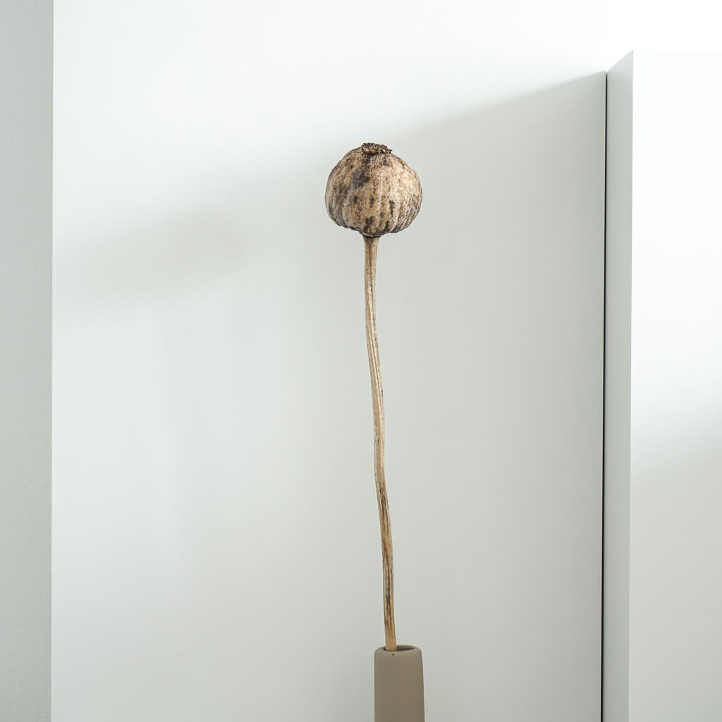 Mohnkapseln Giant (Papaver): Getrocknete Mohnkapseln als zeitlose Dekoration - Lykke&You GmbH