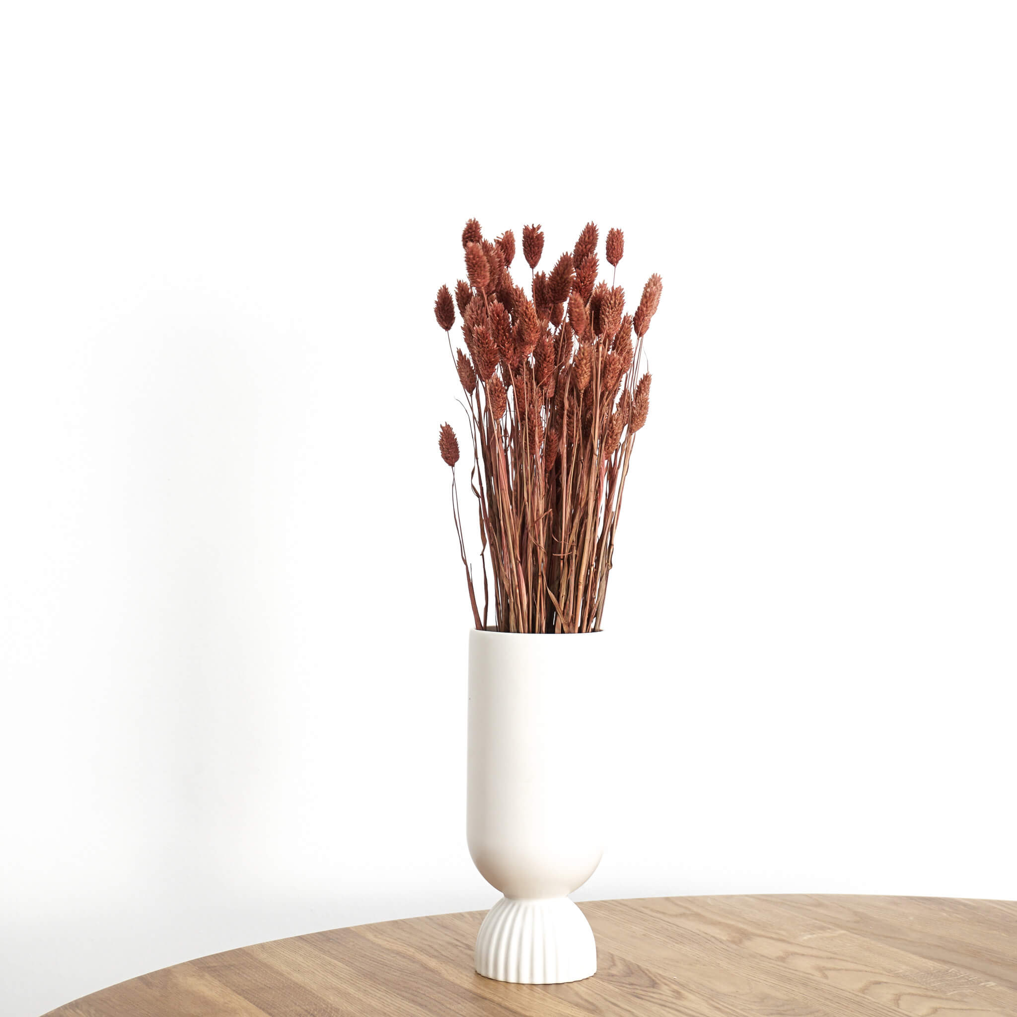 Trockenblume Phalaris I Kanariengras | braun | ca. 60 cm - Größe: 10 Stiele, 30 Stiele, 1 Bund (ca. 75 Stiele)