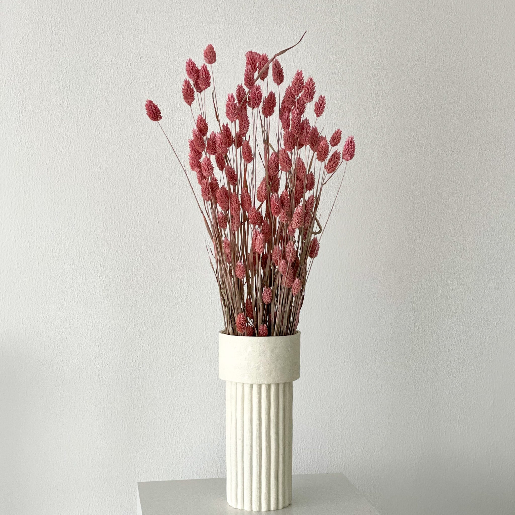 Trockenblume Phalaris I Kanariengras | rosa | ca. 60 cm - Größe: 10 Stiele