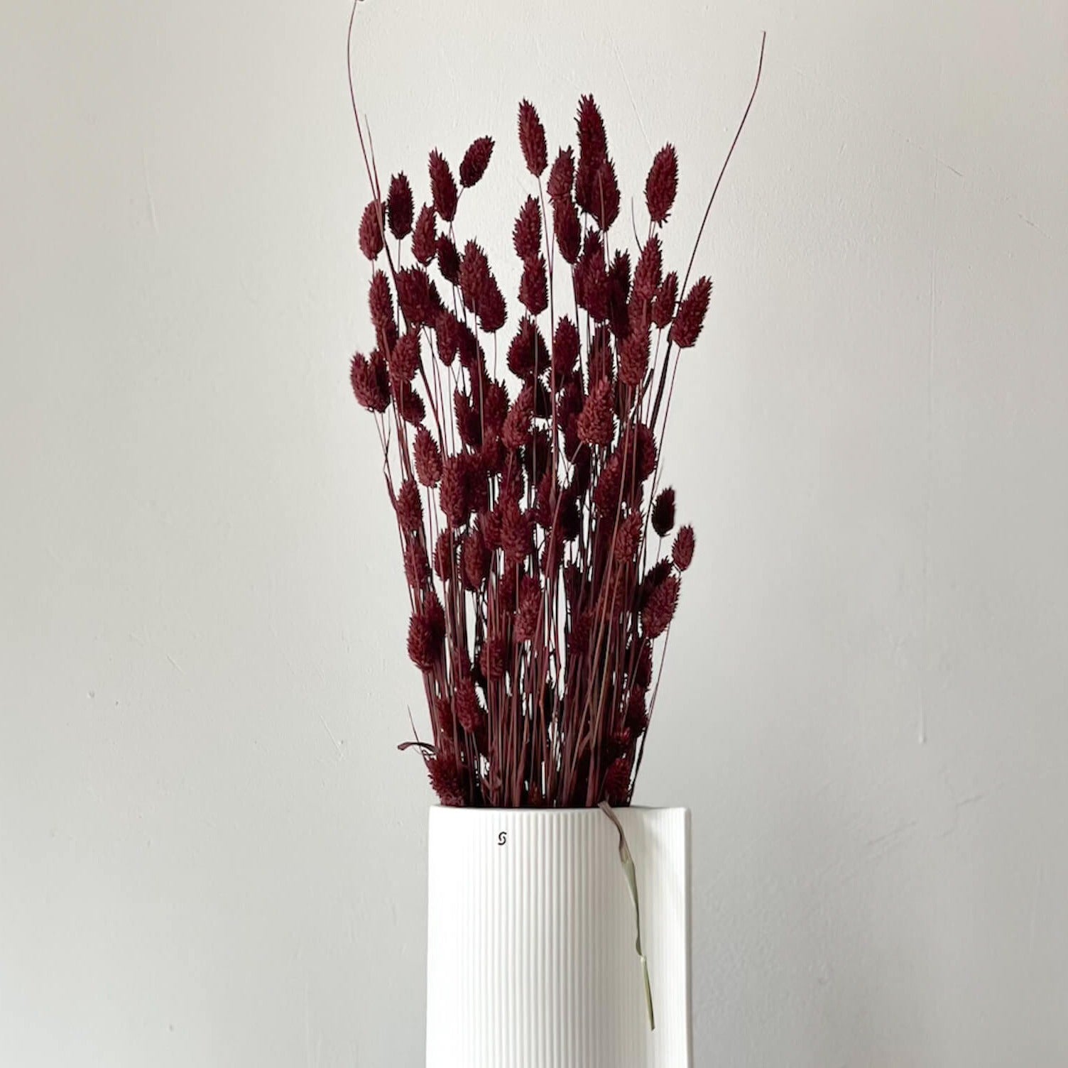 Trockenblume Phalaris I Kanariengras | ca. 60 cm - Größe: 10 Stiele weinrot