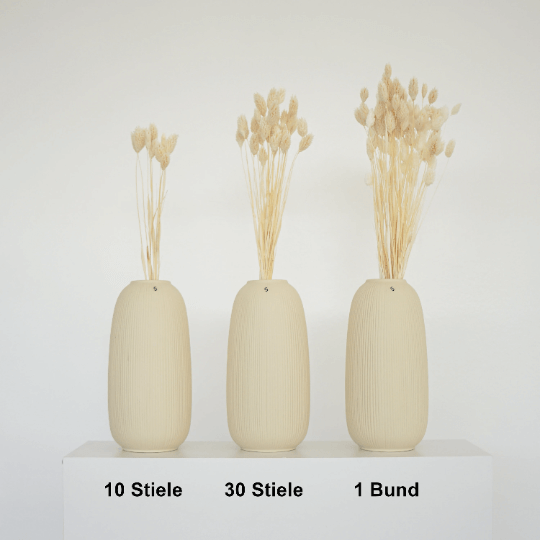 Trockenblume Phalaris I Kanariengras | weiss | ca. 60 cm - Größe: 10 Stiele, 30 Stiele, 1 Bund (ca. 75 Stiele) weiß