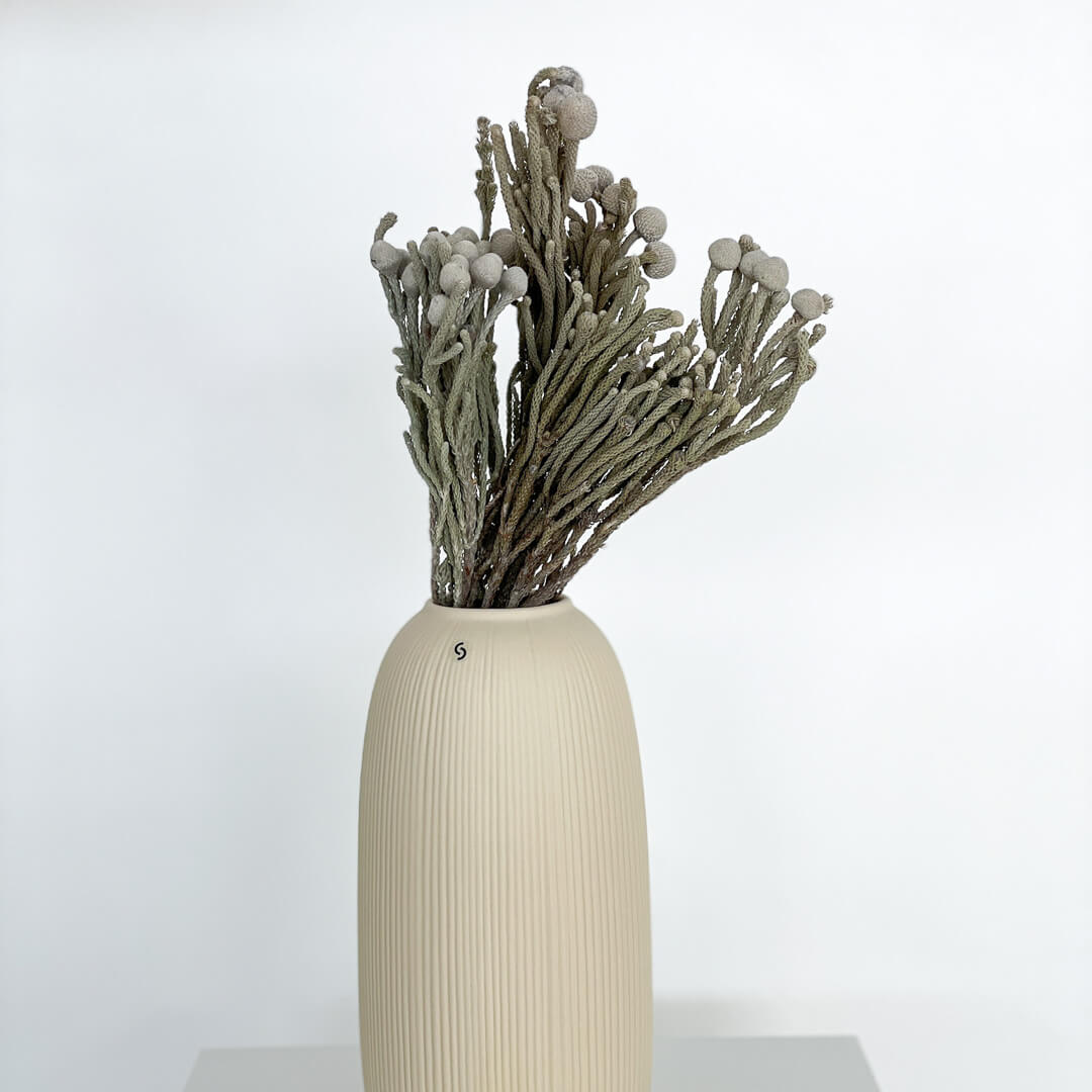 Brunia Albiflora - Lykke&You GmbH