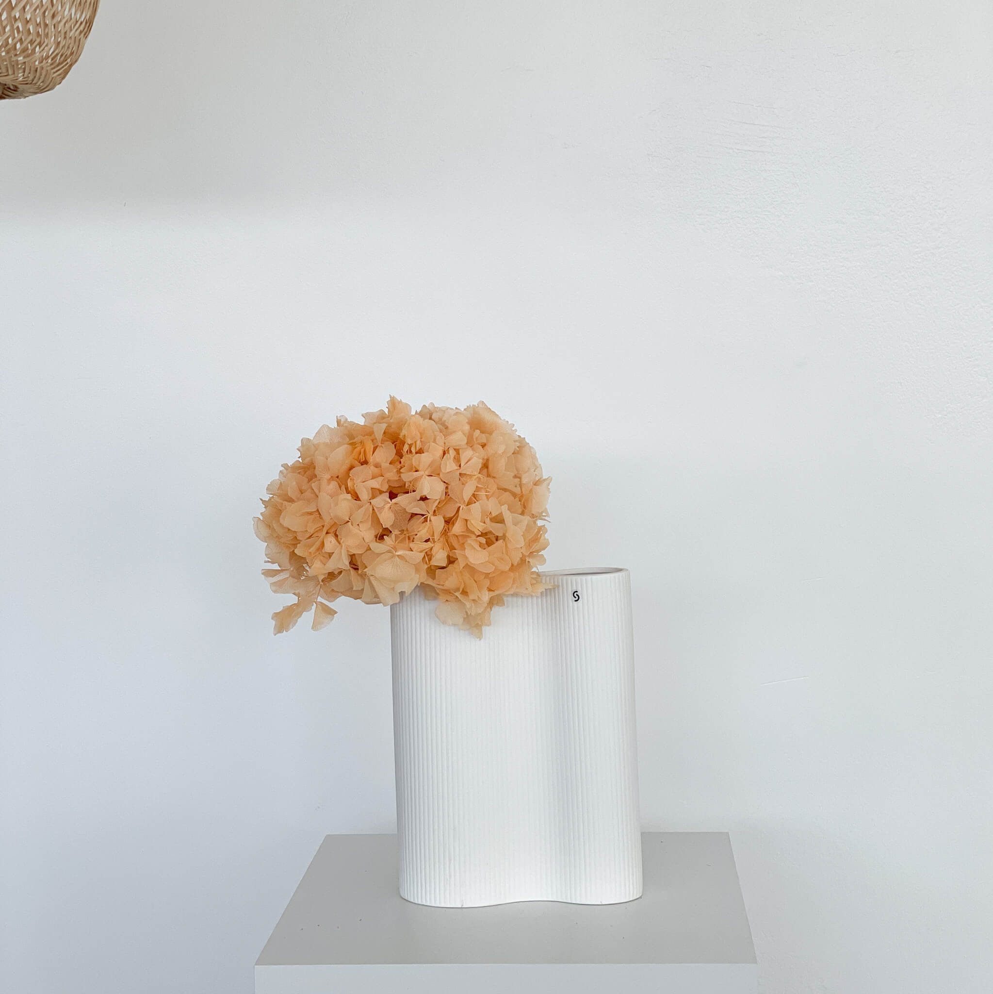 Hortensien konserviert | viele Farben | tolle Blüte | 30 cm - Farbe: apricot