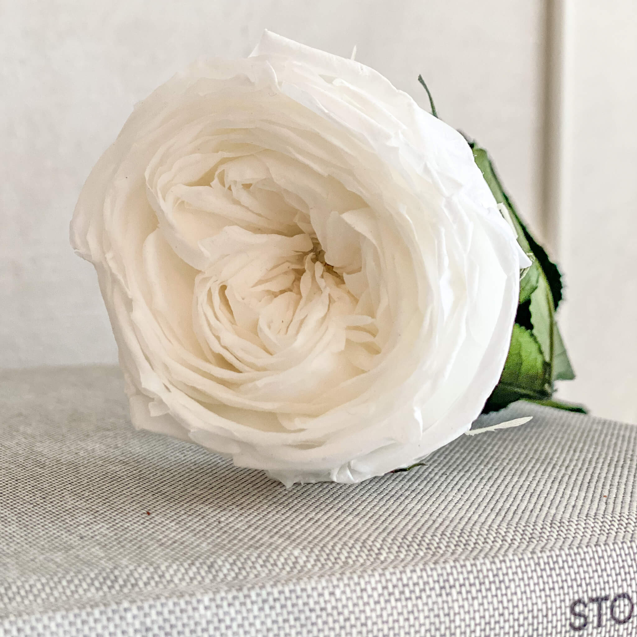 Konservierte englische Rose | 30 cm | edel | haltbar - Größe: 1x, 3x - Farbe: weiß