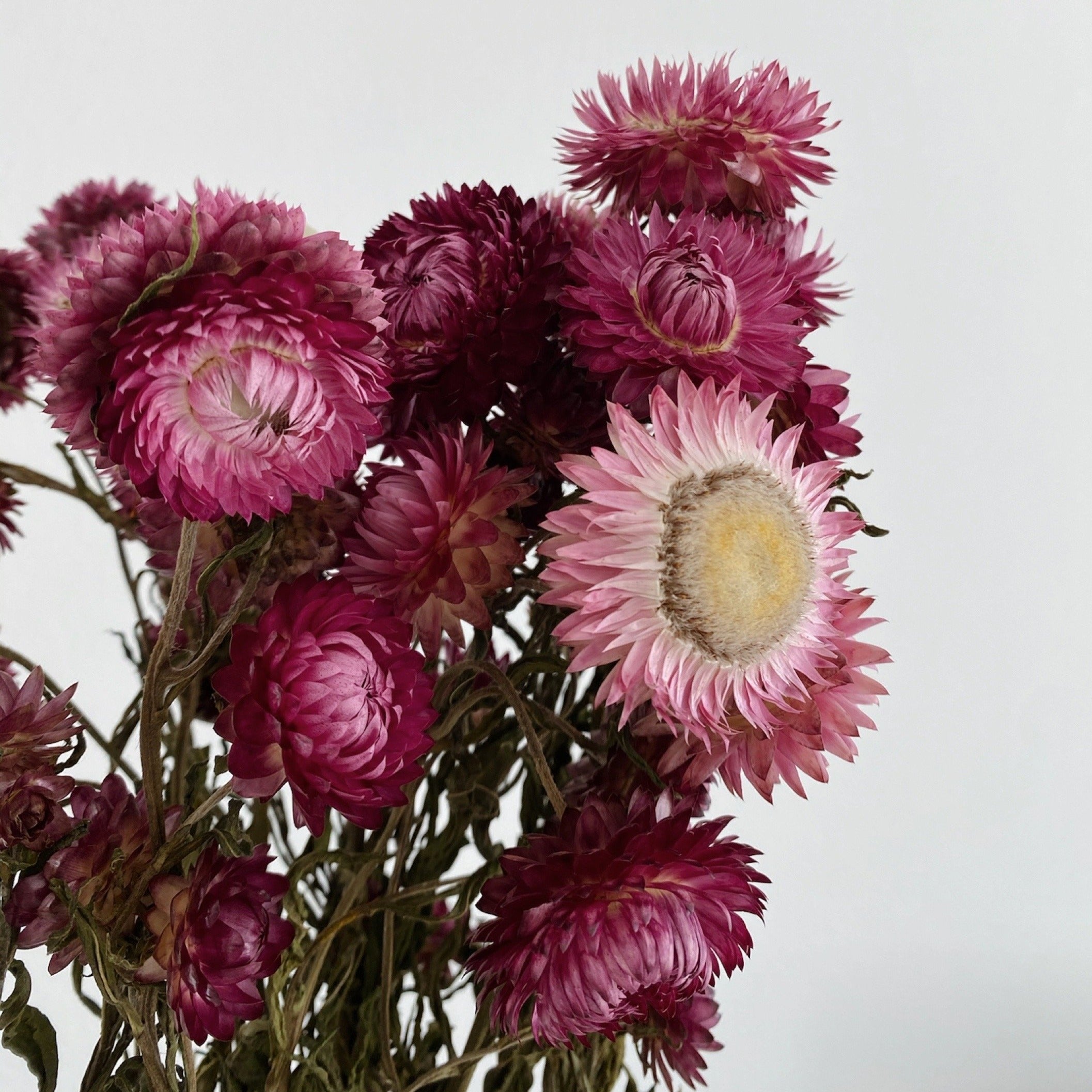 Helichrysum | Strohblume | 50-60 cm - Farbe: rot