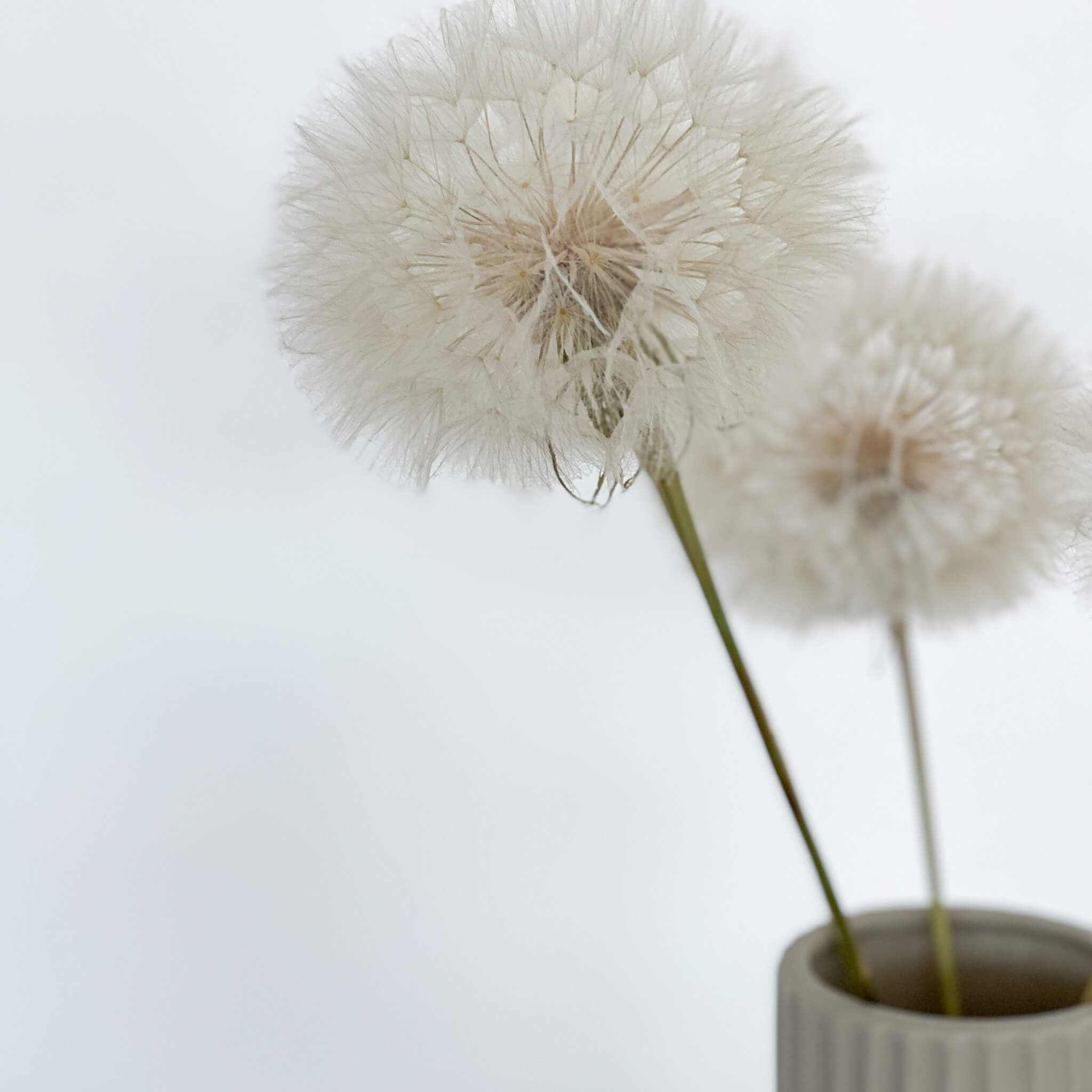 Pusteblume getrocknet und konserviert | XXL | weiß | 30-40 cm - Farbe: weiß