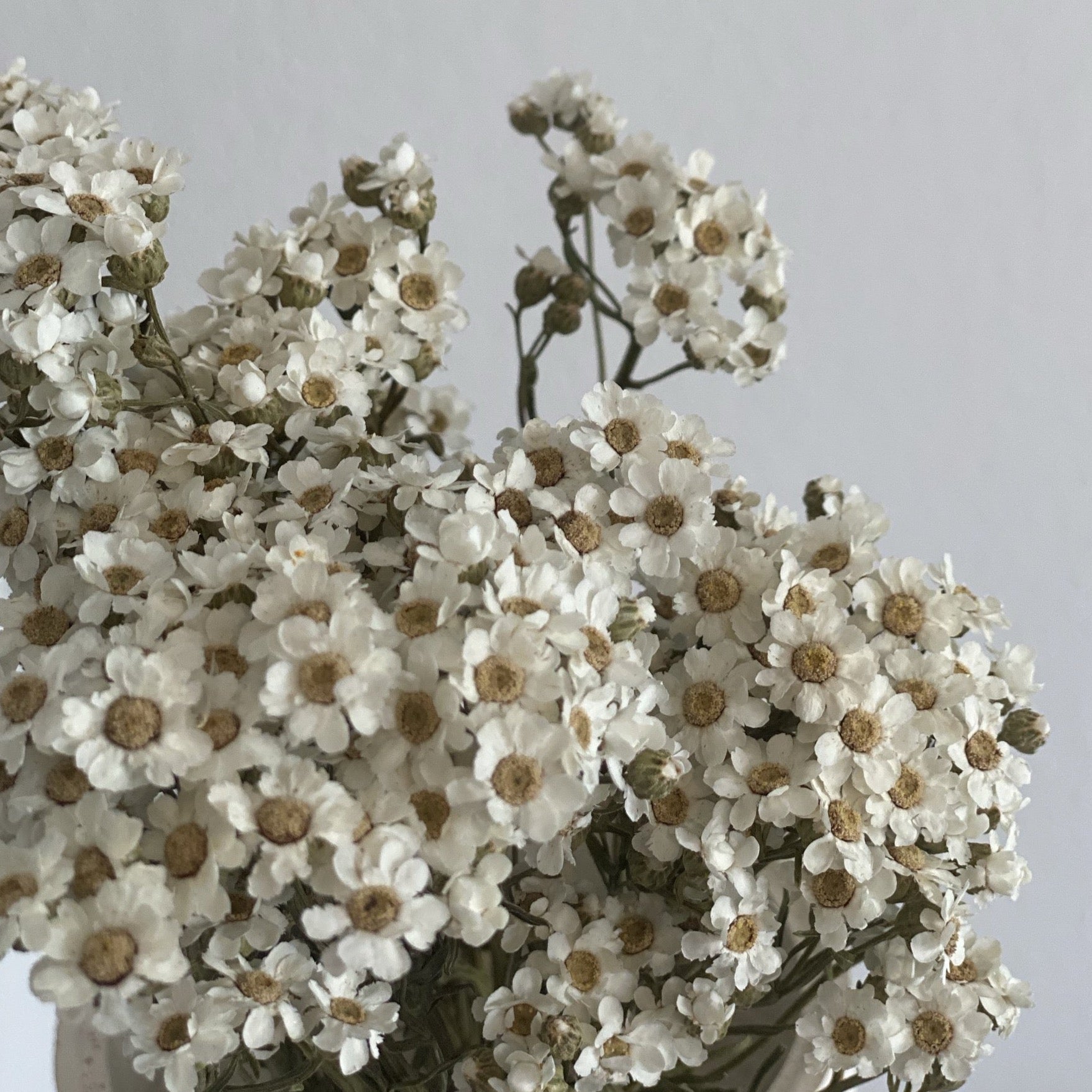 Gänseblümchen getrocknet | Dried Daisies | weiß - Farbe: weiß