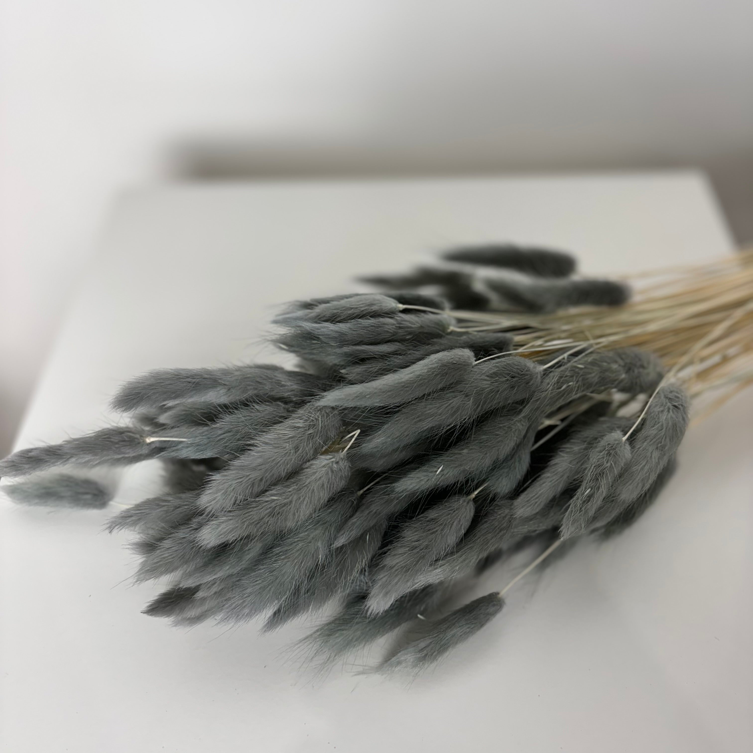 Lagurus | Velvet Grass | Hare's Tail