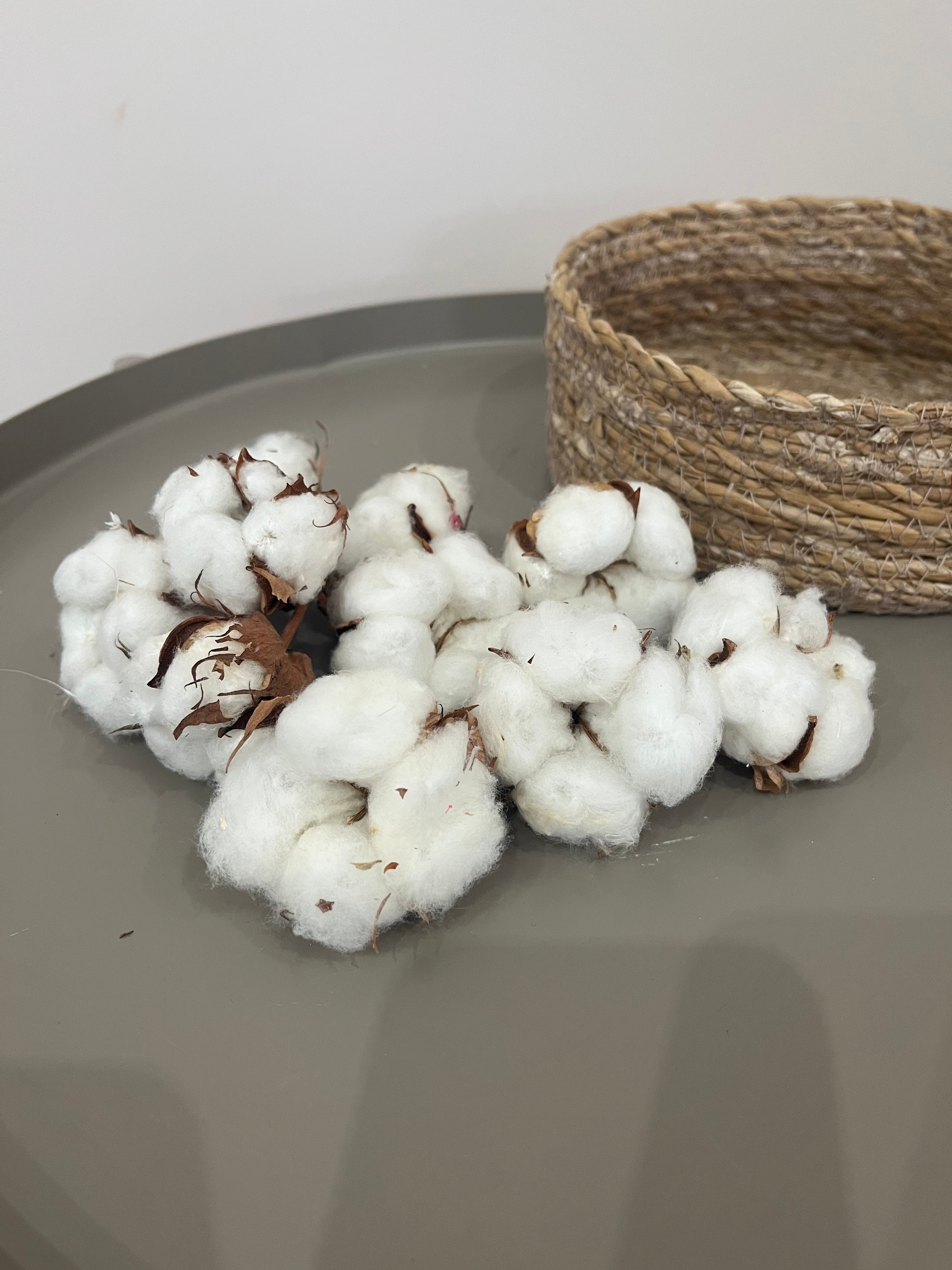 Getrocknete Baumwollköpfe 10 Stück - DIY