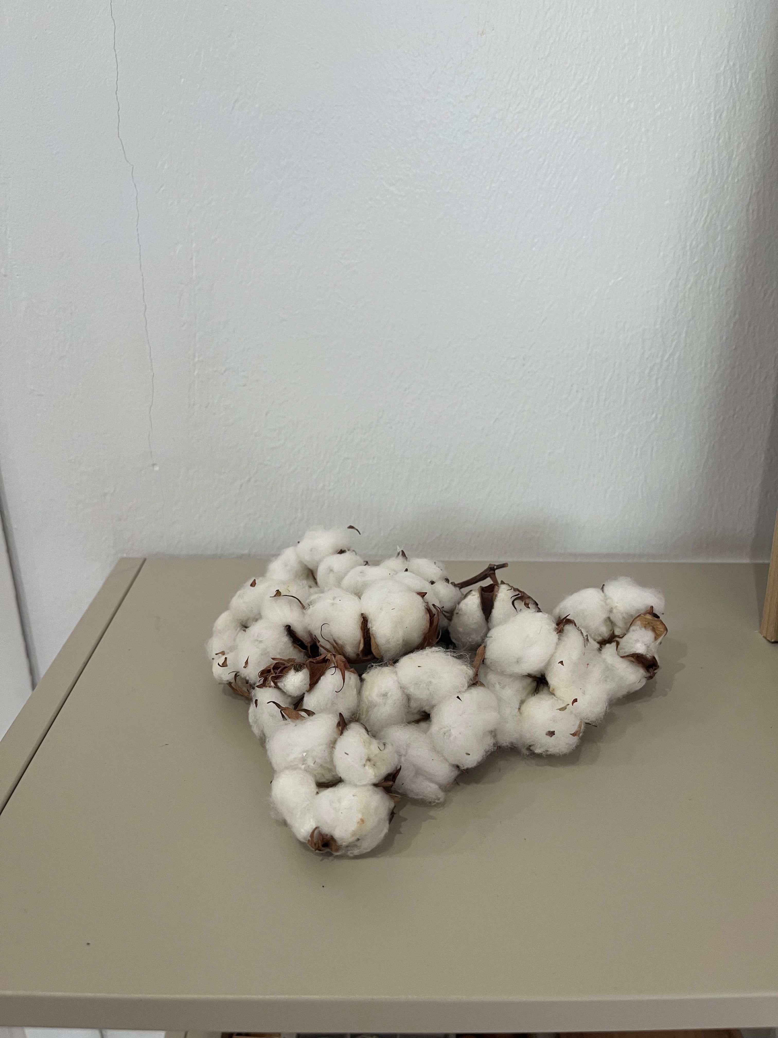 Getrocknete Baumwollköpfe 10 Stück - DIY