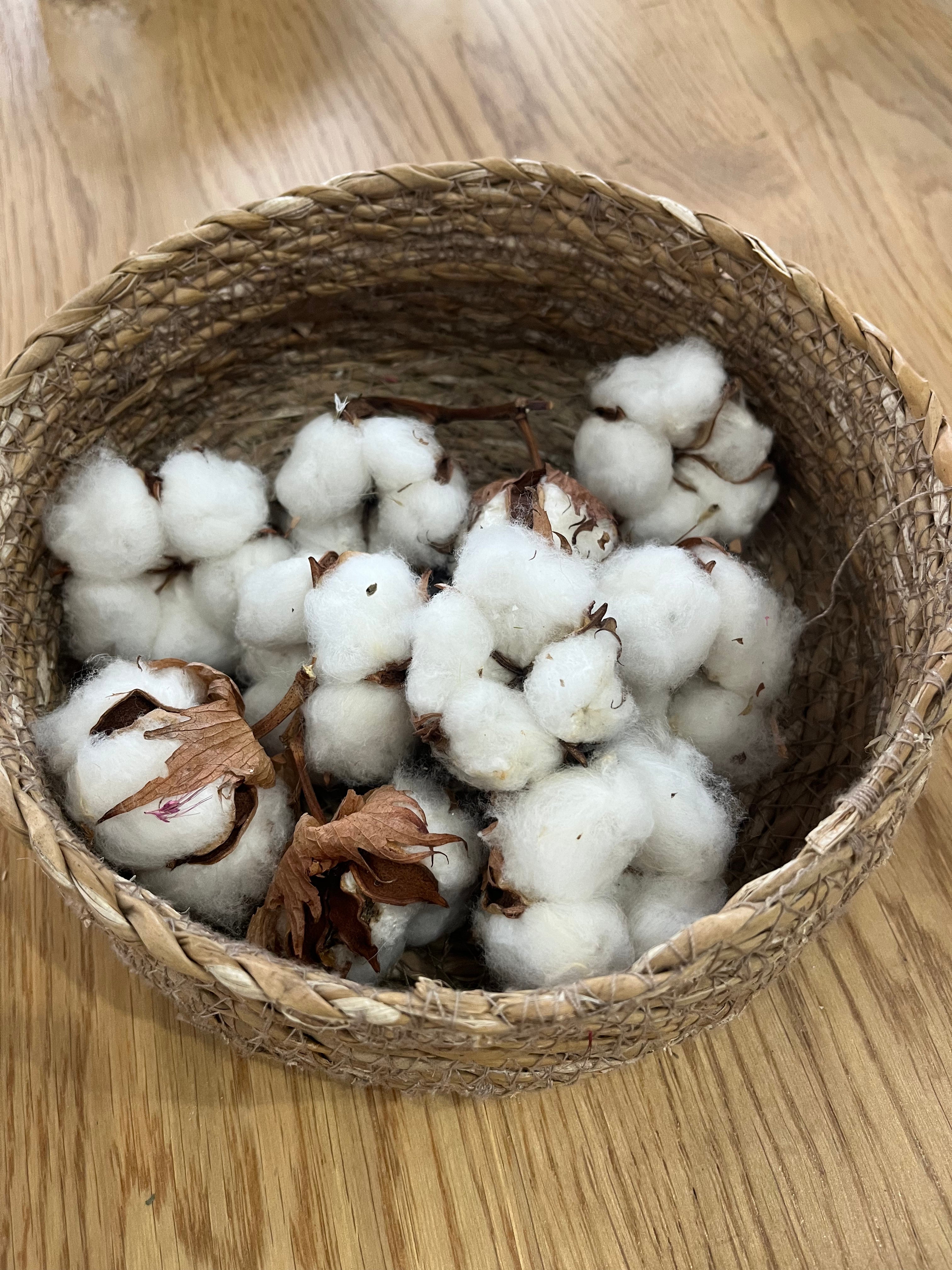 Getrocknete Baumwollköpfe 10 Stück - DIY