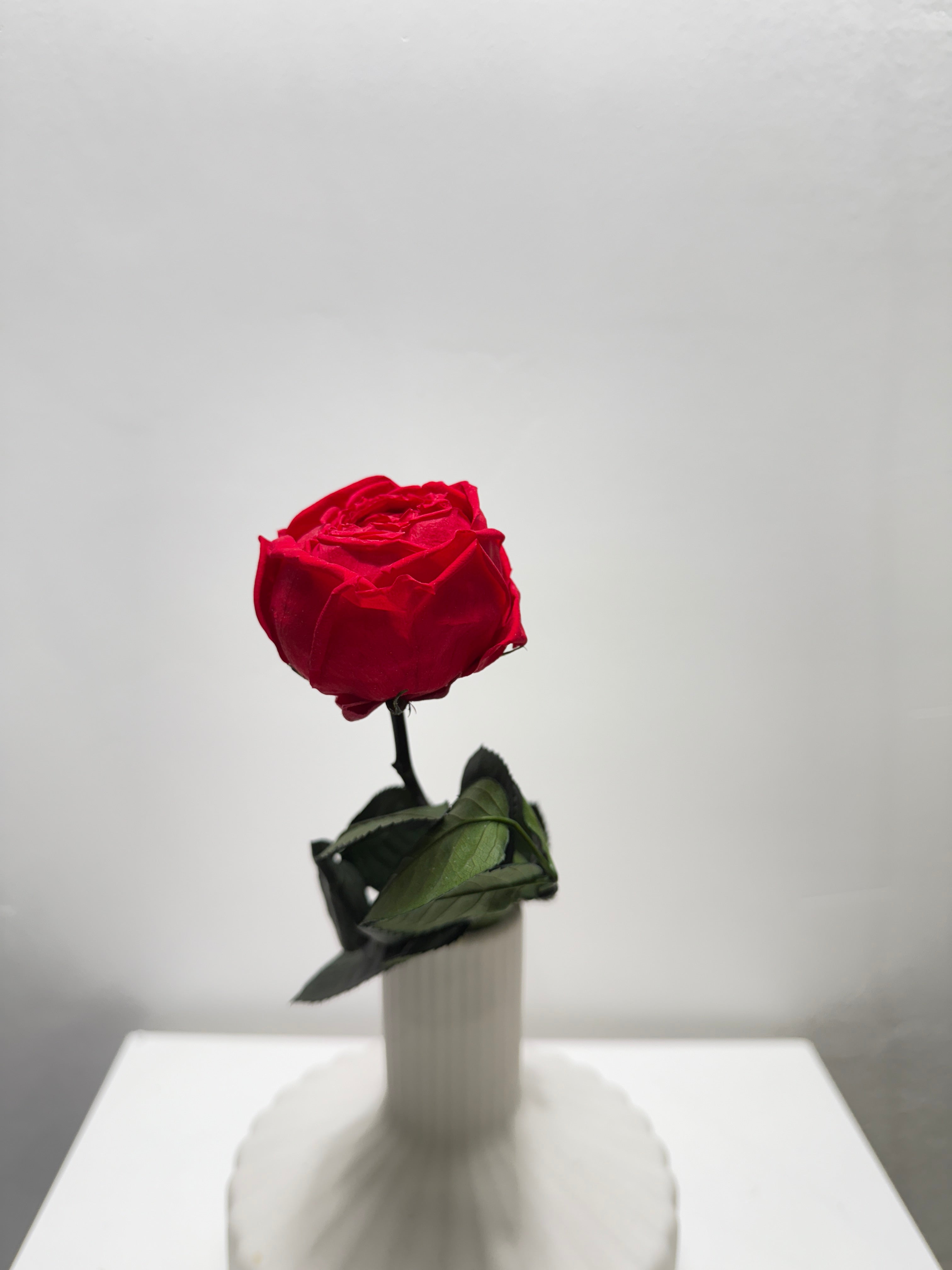 rot