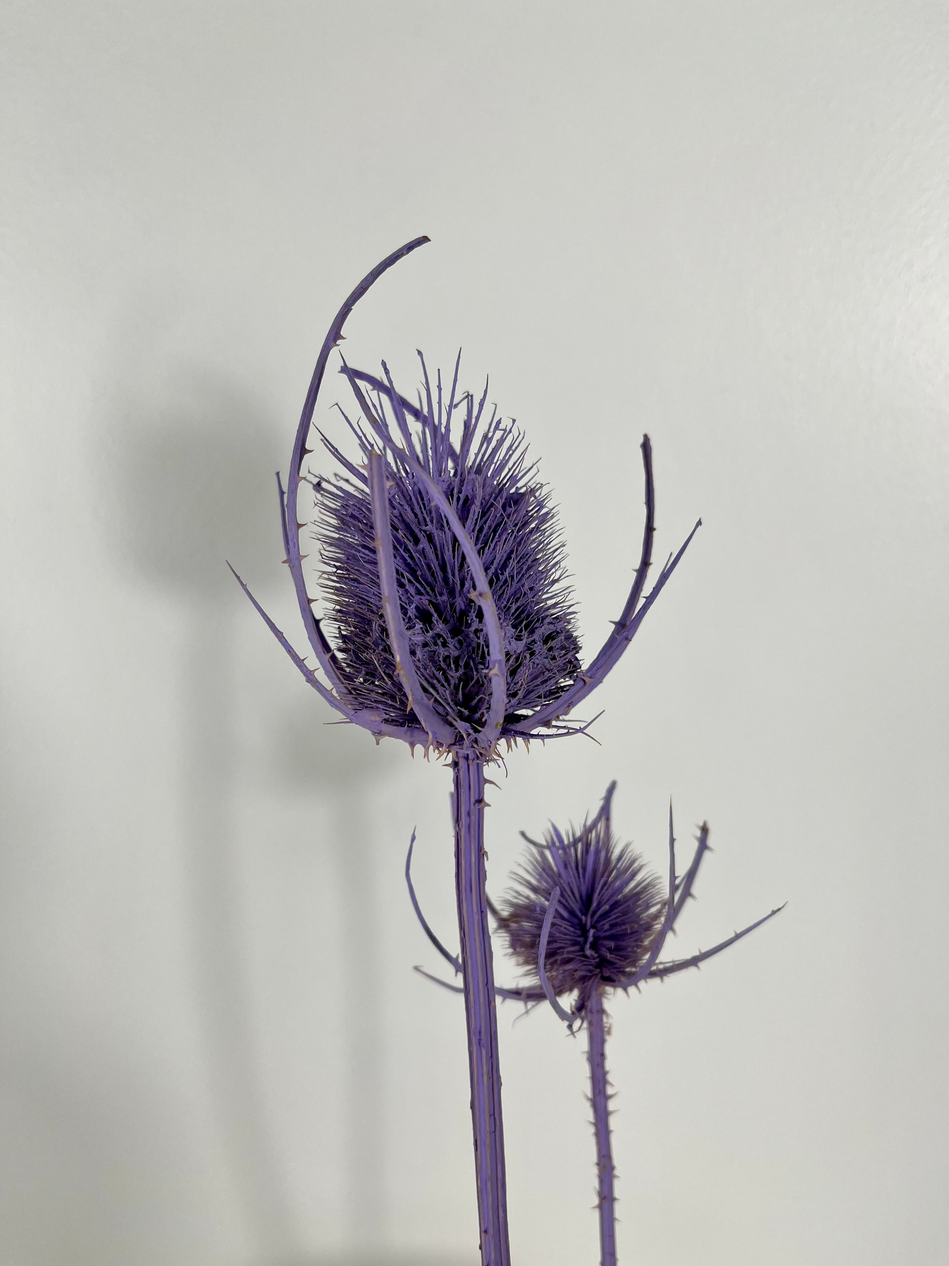 Dried thistle