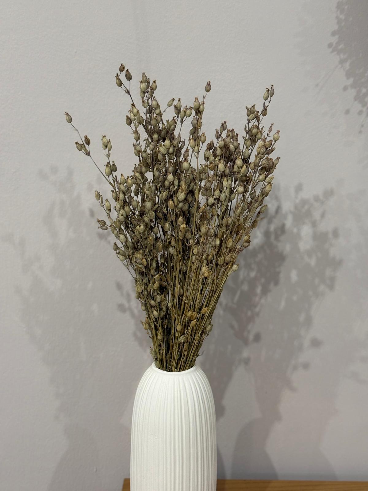 Aufgeblasenes Leimkraut - Silene | großer Bund