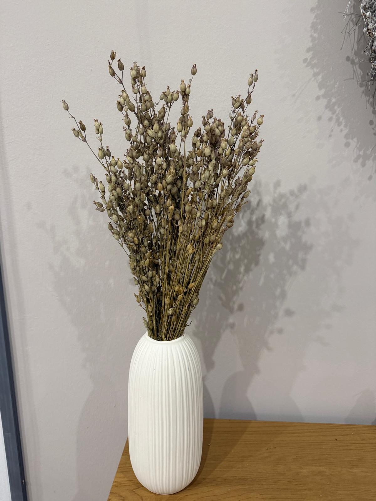 Aufgeblasenes Leimkraut - Silene | großer Bund